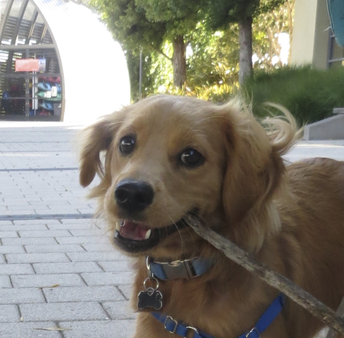 Repeat Customer Henry the "Teacup Golden Retriever", All Grown Up
