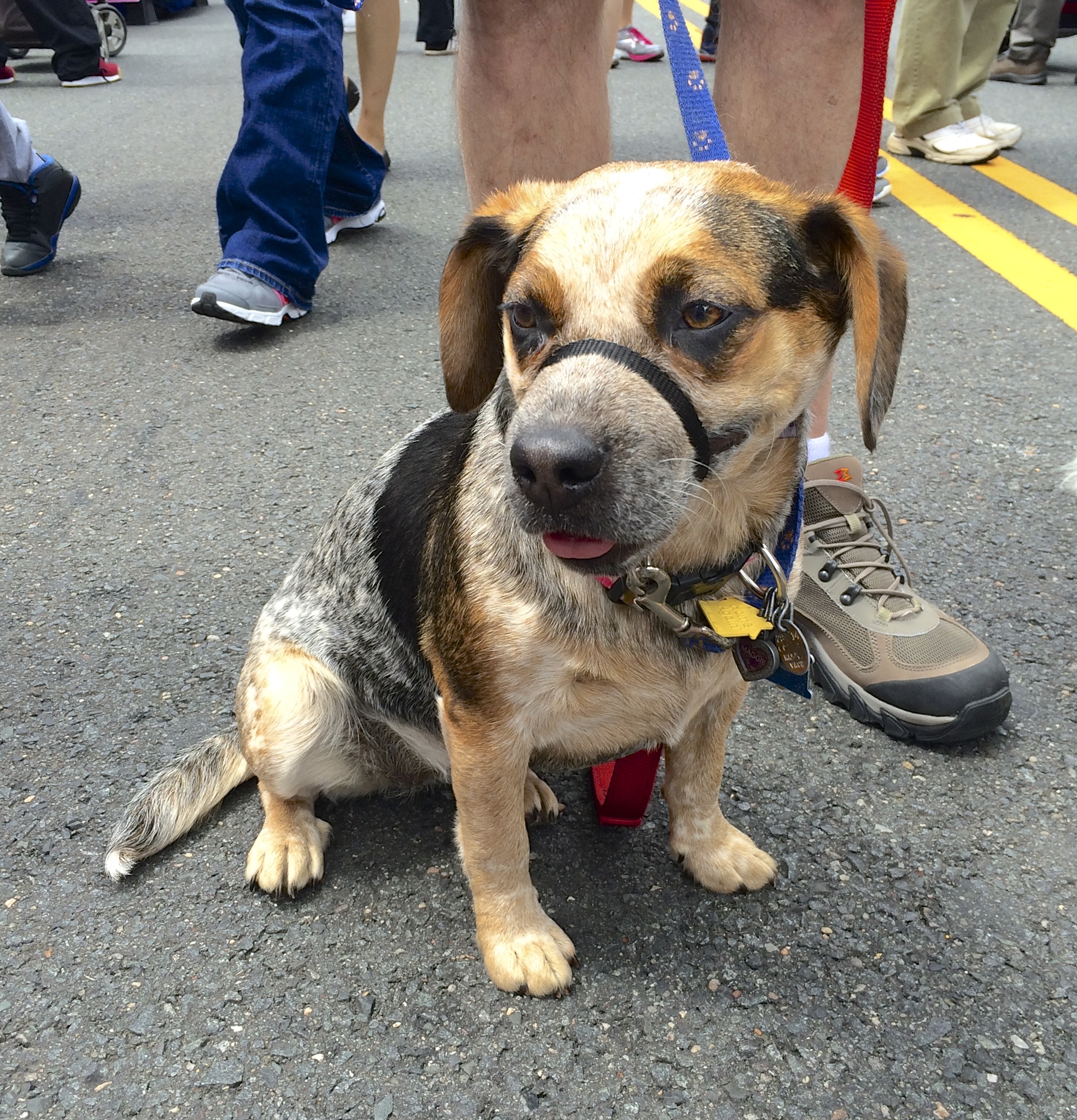 Aww, shucks… ‘taint nothin’. The Dogs of San Francisco
