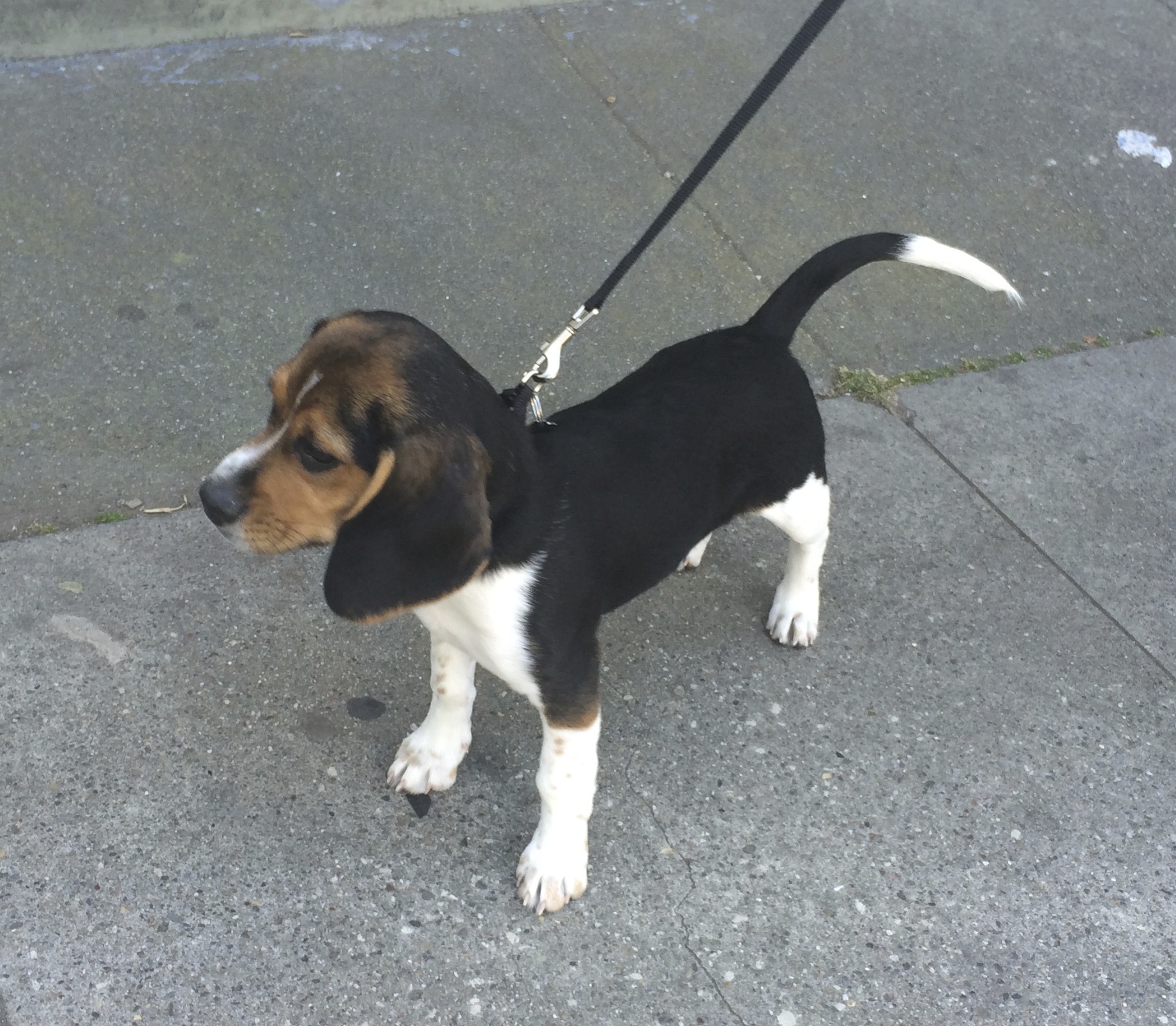 I think he went THAT way! The Dogs of San Francisco