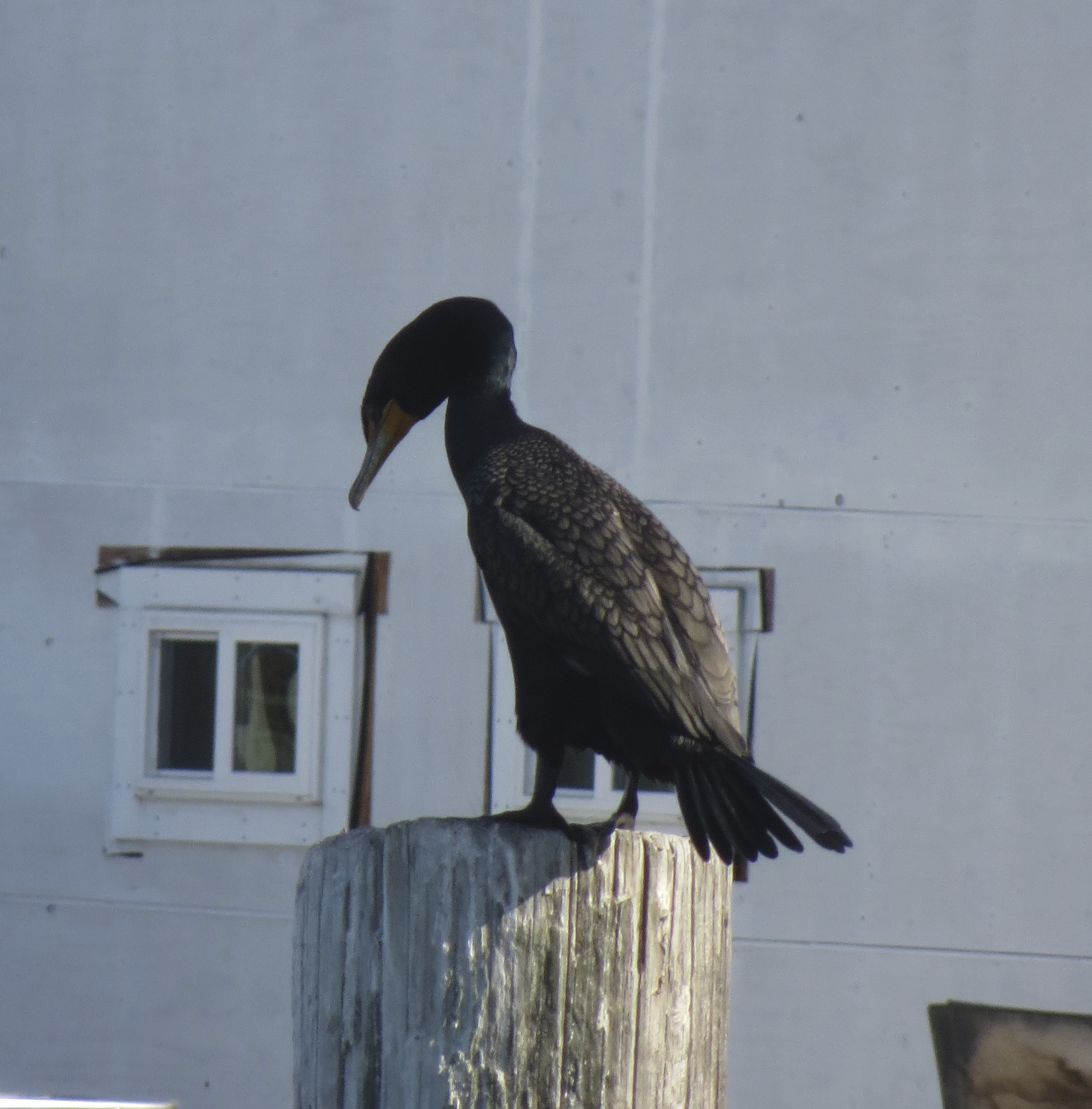 Sunday Swap Pelagic Cormorant? The Dogs of San Francisco