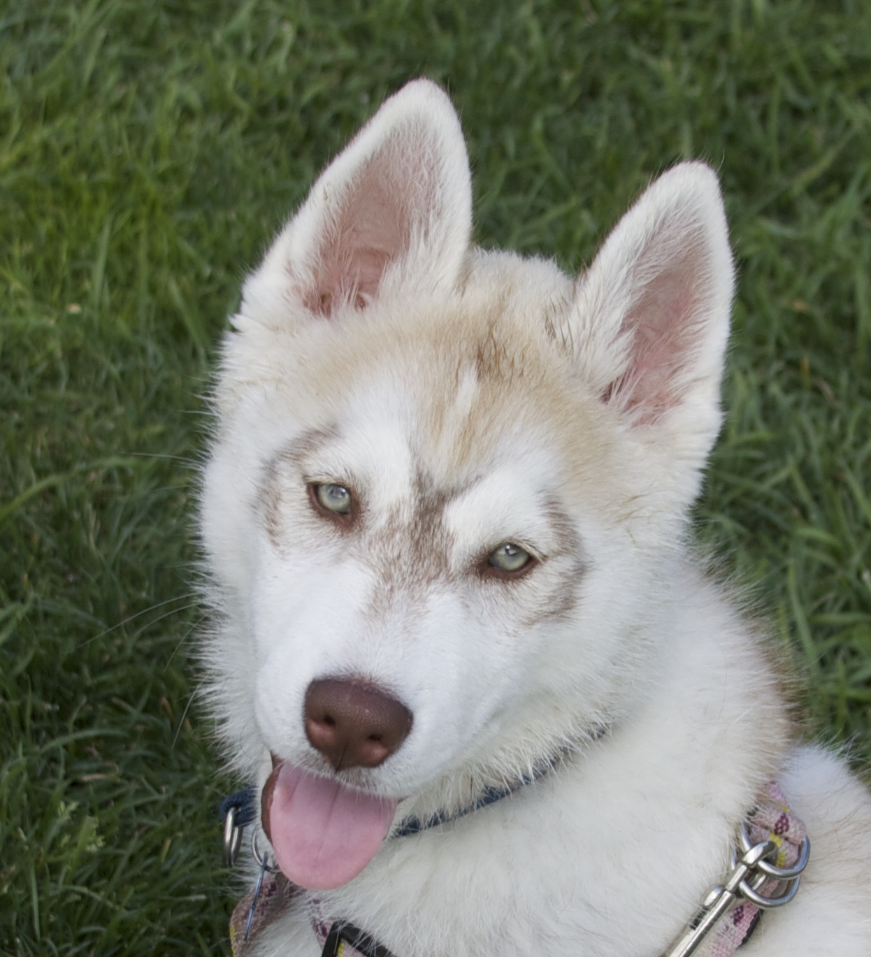 Oooor give me a treat AND play with me AND cuddle me