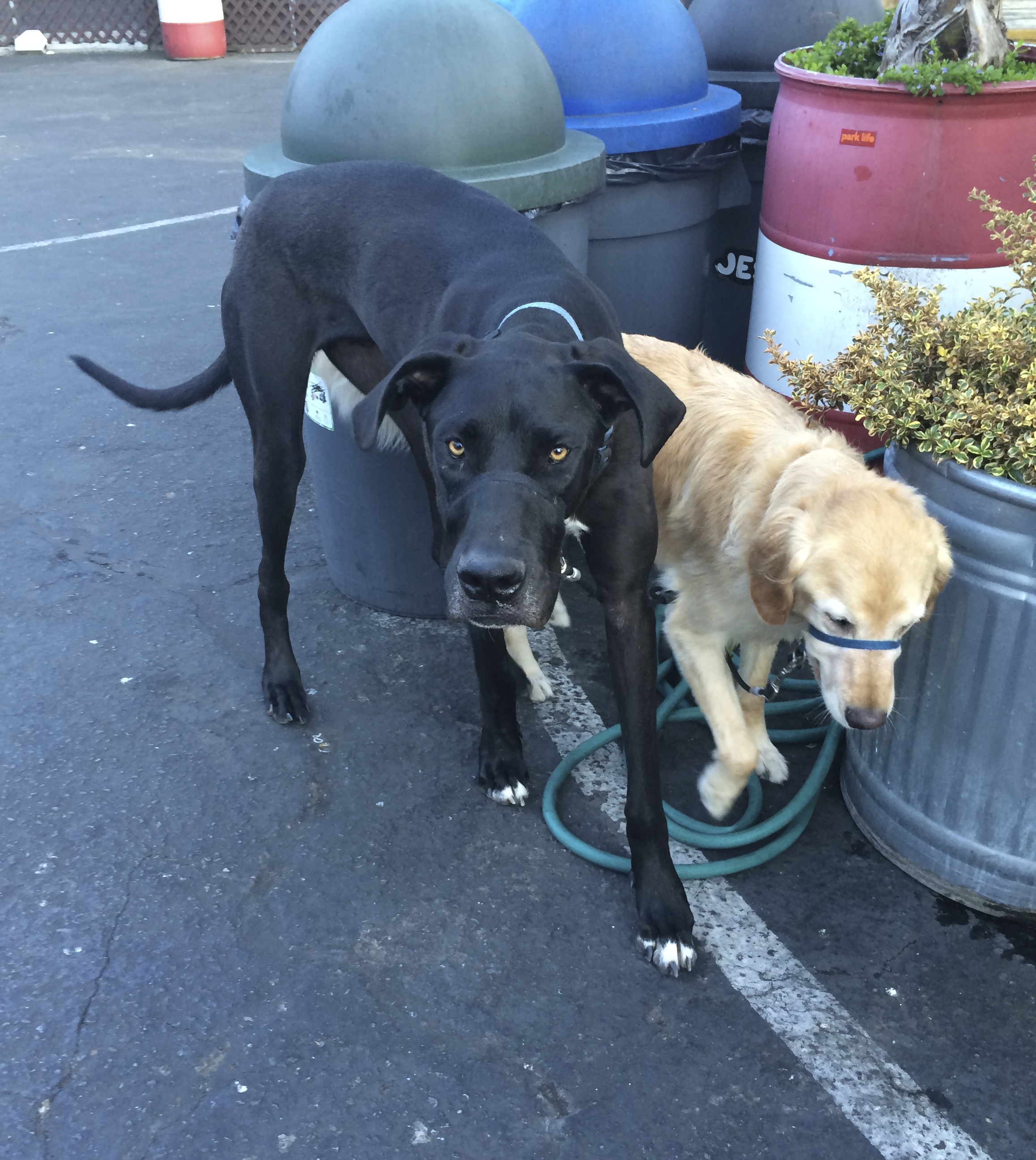 Double Dog Day Finn the Great Dane and Jake the Golden