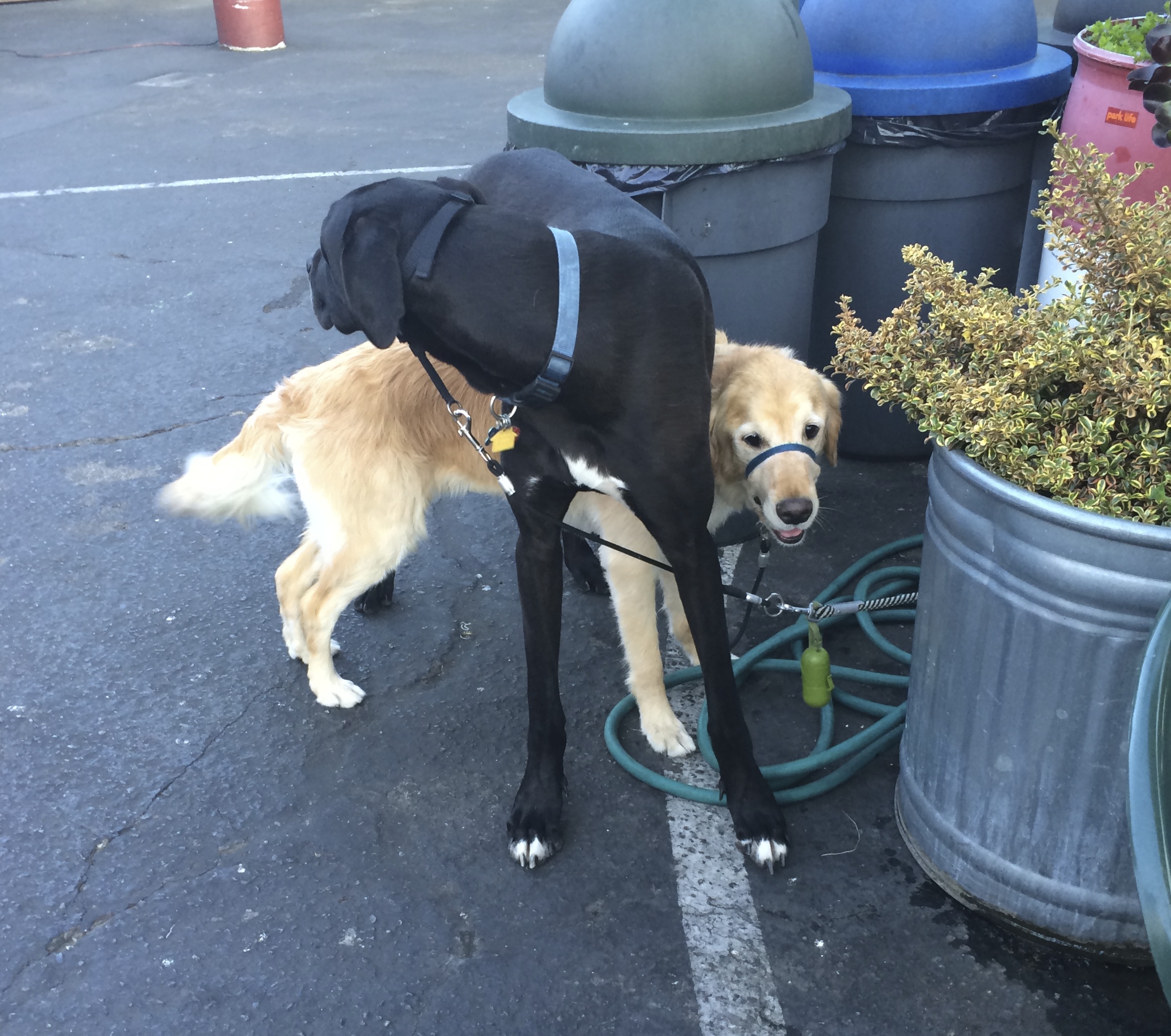 Heehee! He’s a little overprotective, but I love him anyway. The Dogs