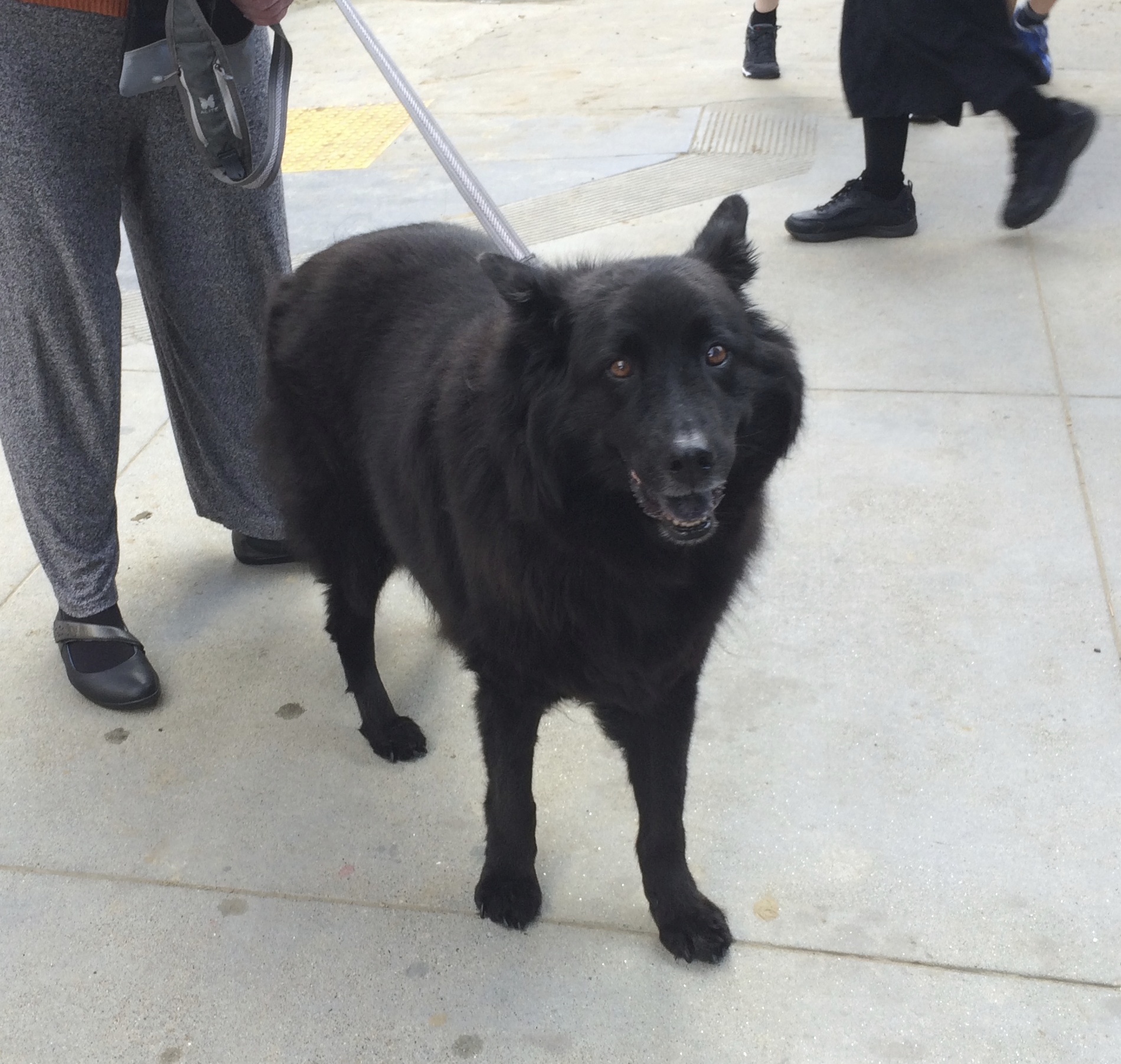 How do I like it here? I LOVE this place!! The Dogs of