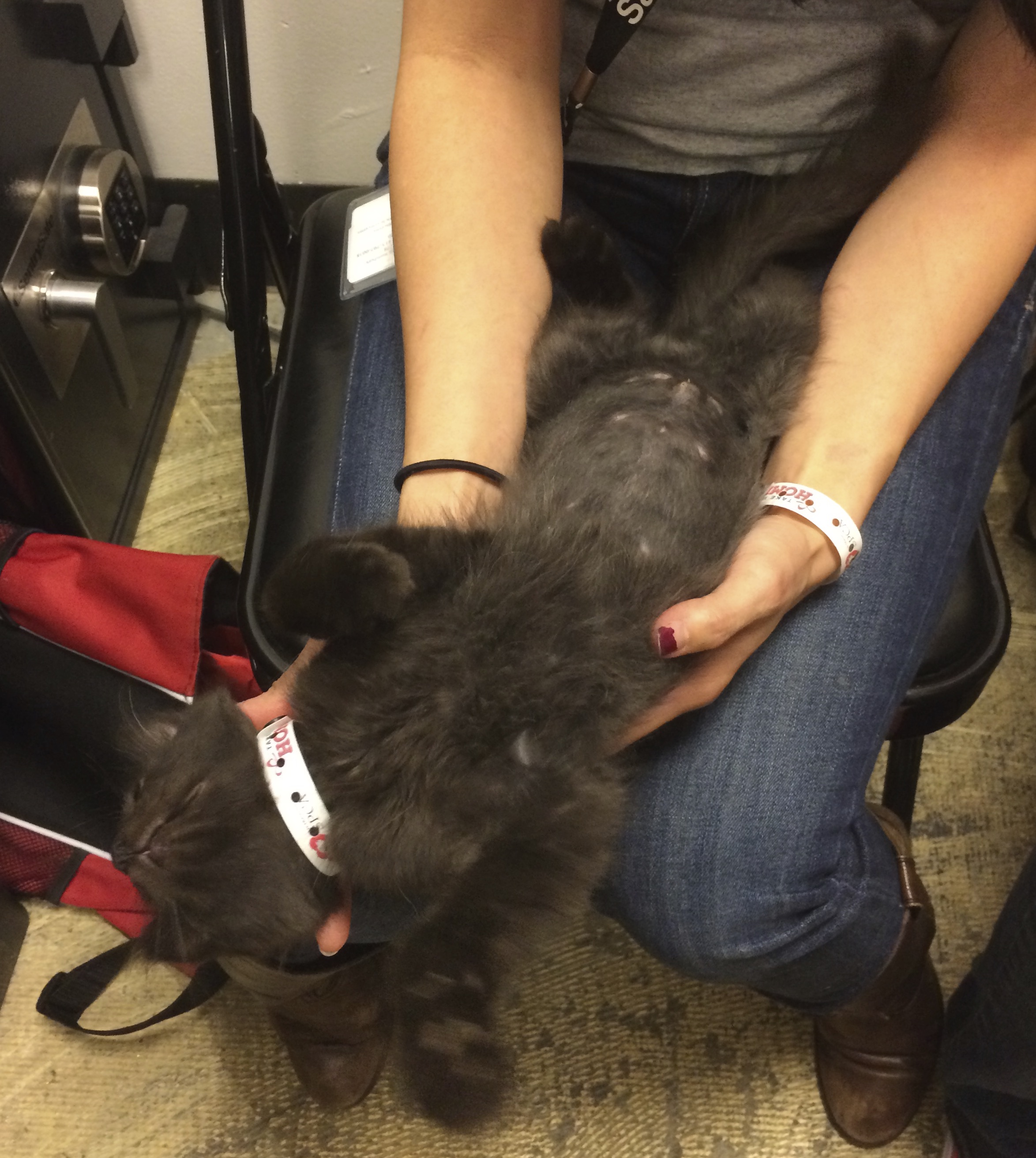 Oh yes please rub my belly! MY BELLY! The Dogs of San Francisco