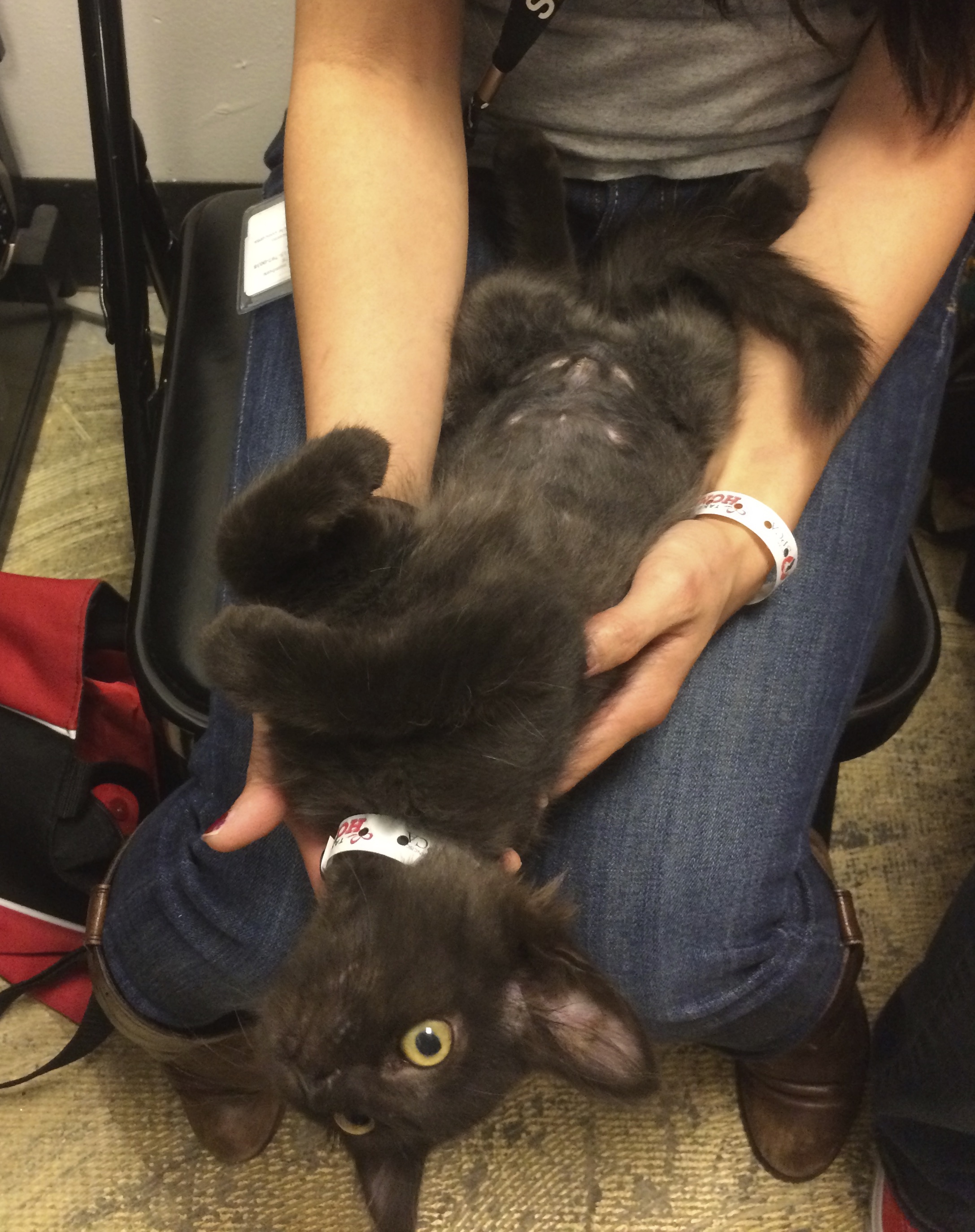 What? Wait. Is that a camera?? *scramblescramble* The Dogs of San