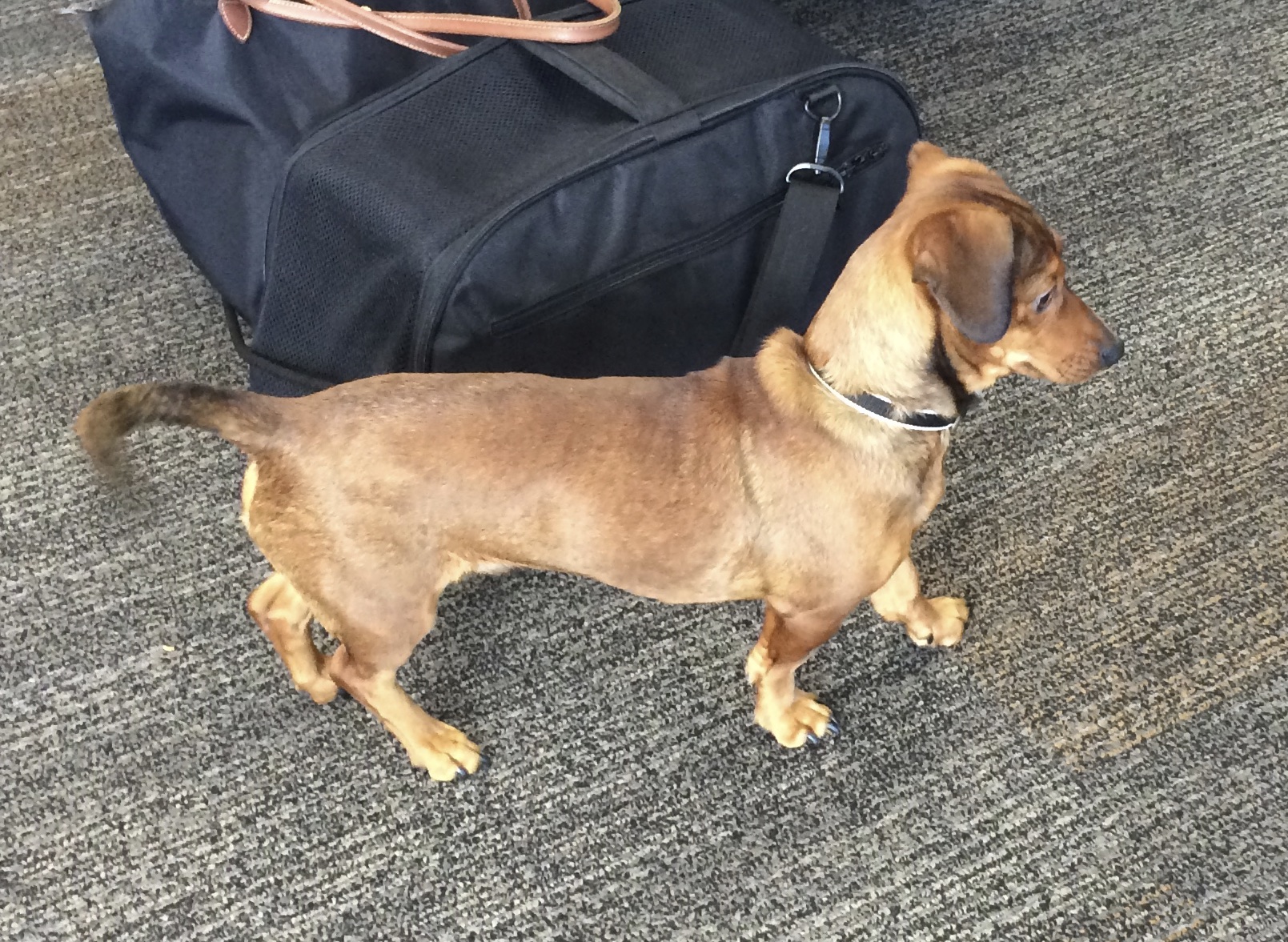 Aww… I’m sorry! The Dogs of San Francisco