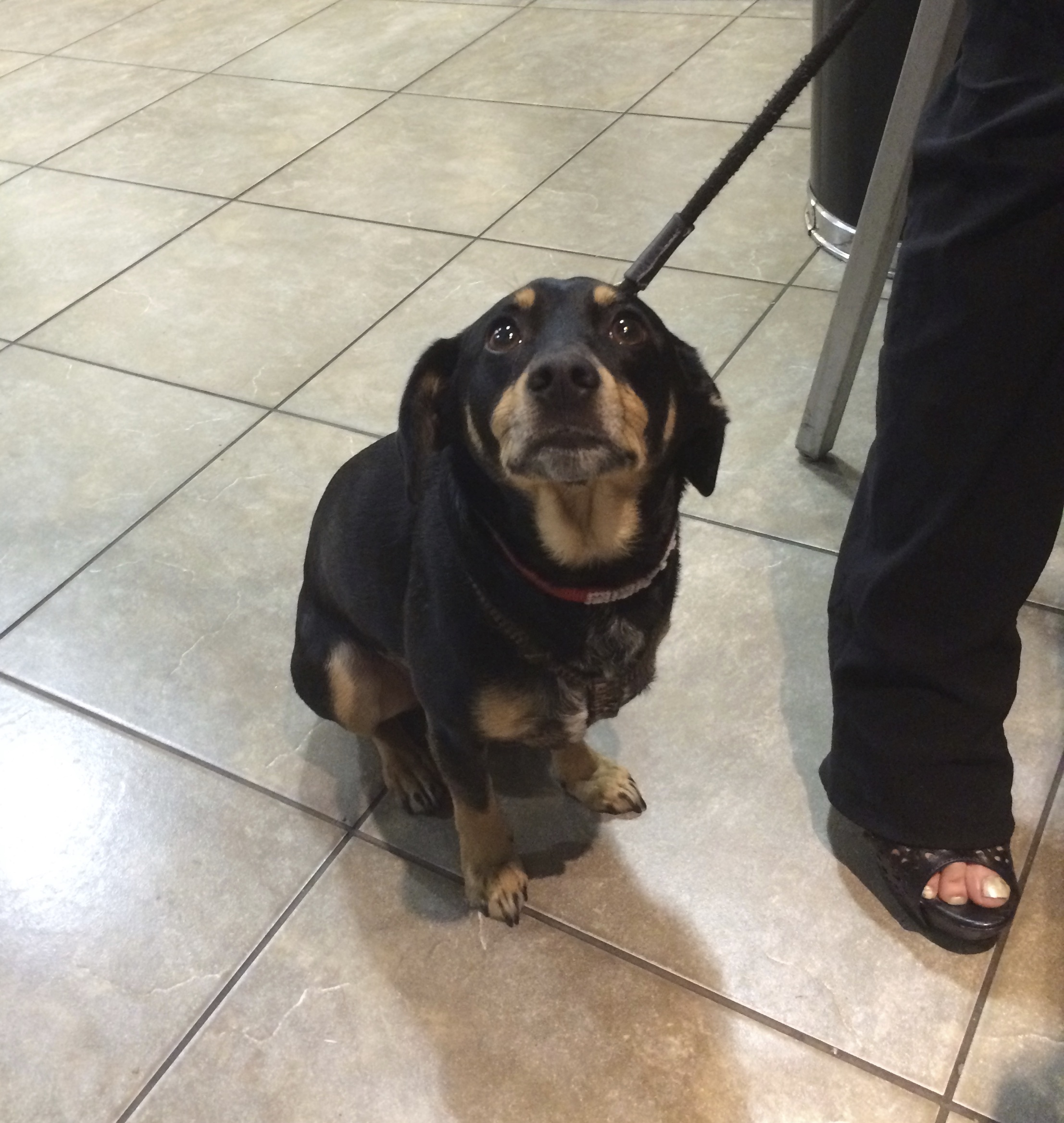 Black Beagle Dachshund Mix