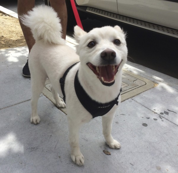 The Dogs of San Francisco A blog about San Francisco's canine