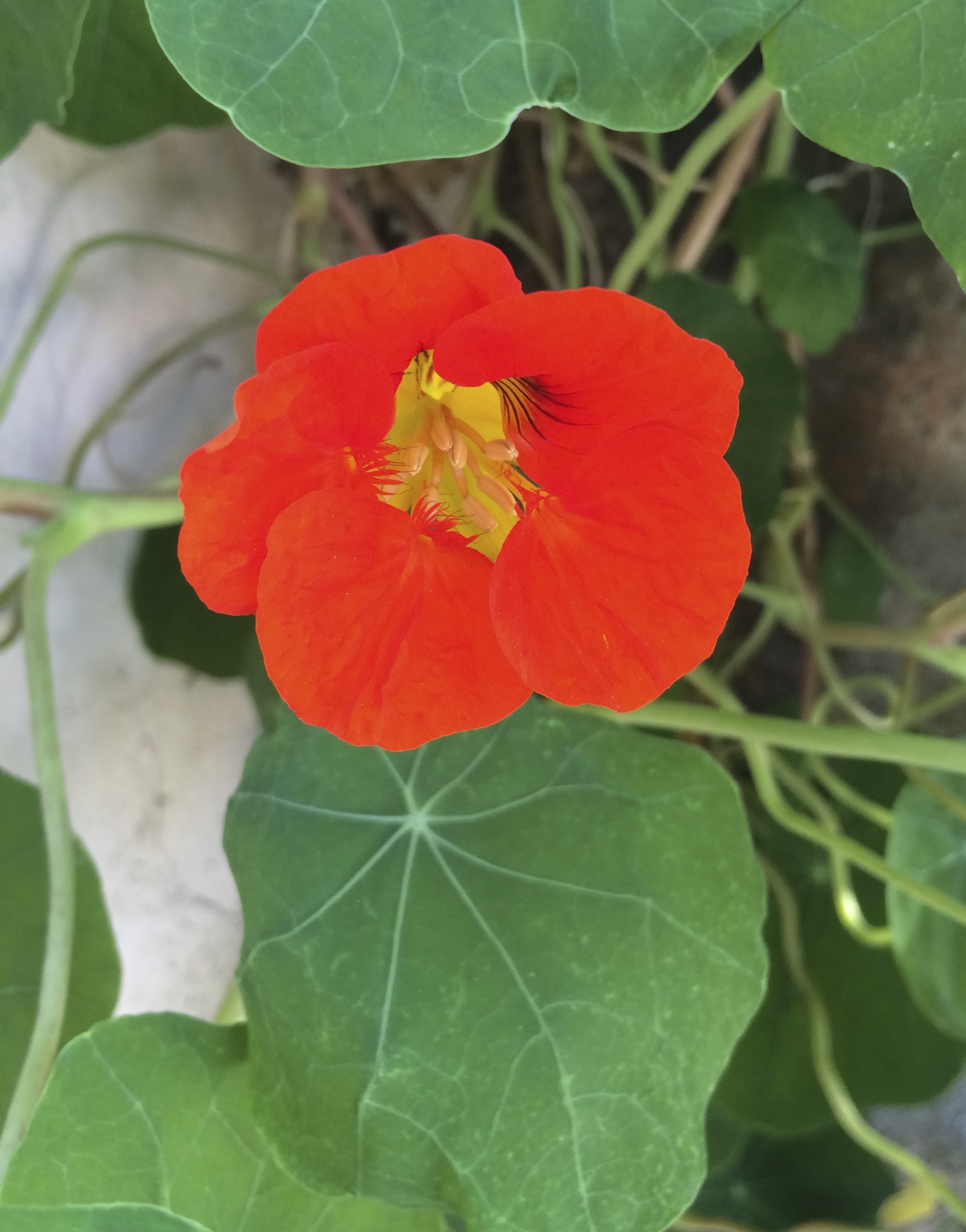 Nasturtium Flower The Dogs of San Francisco