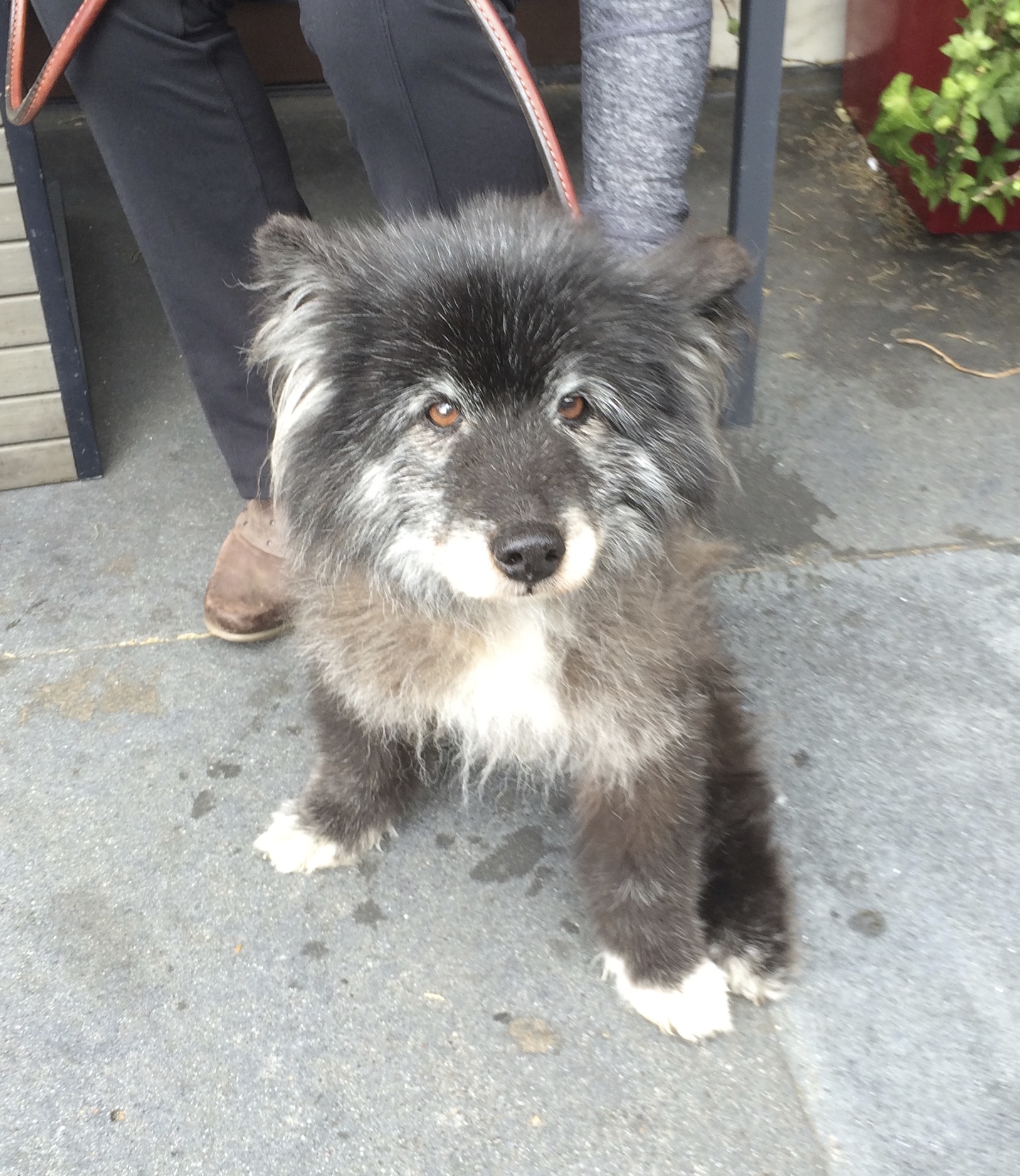 Come now… you know the penalty for rudeness. The Dogs of San Francisco