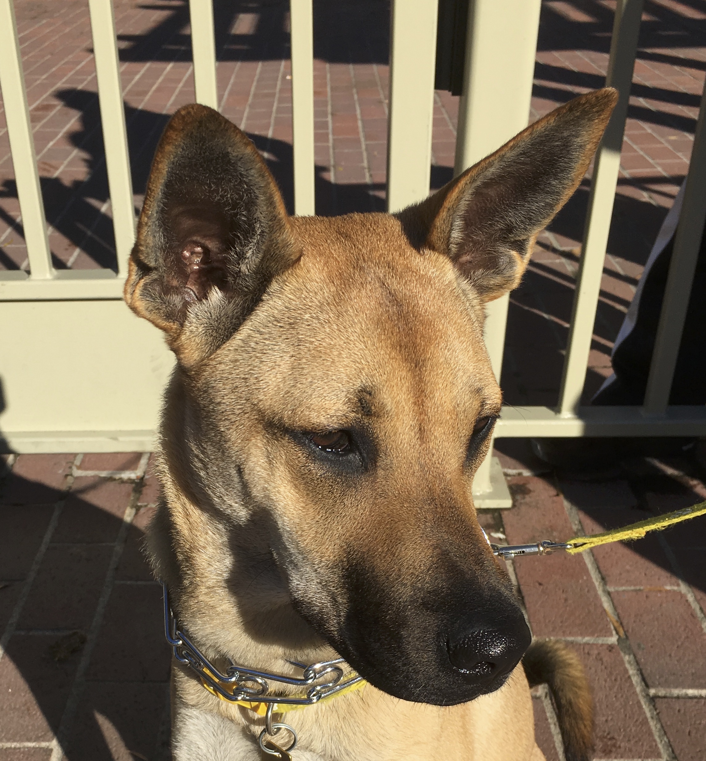 Dog of the Day Kona the Basenji German Shepherd Mix Puppy