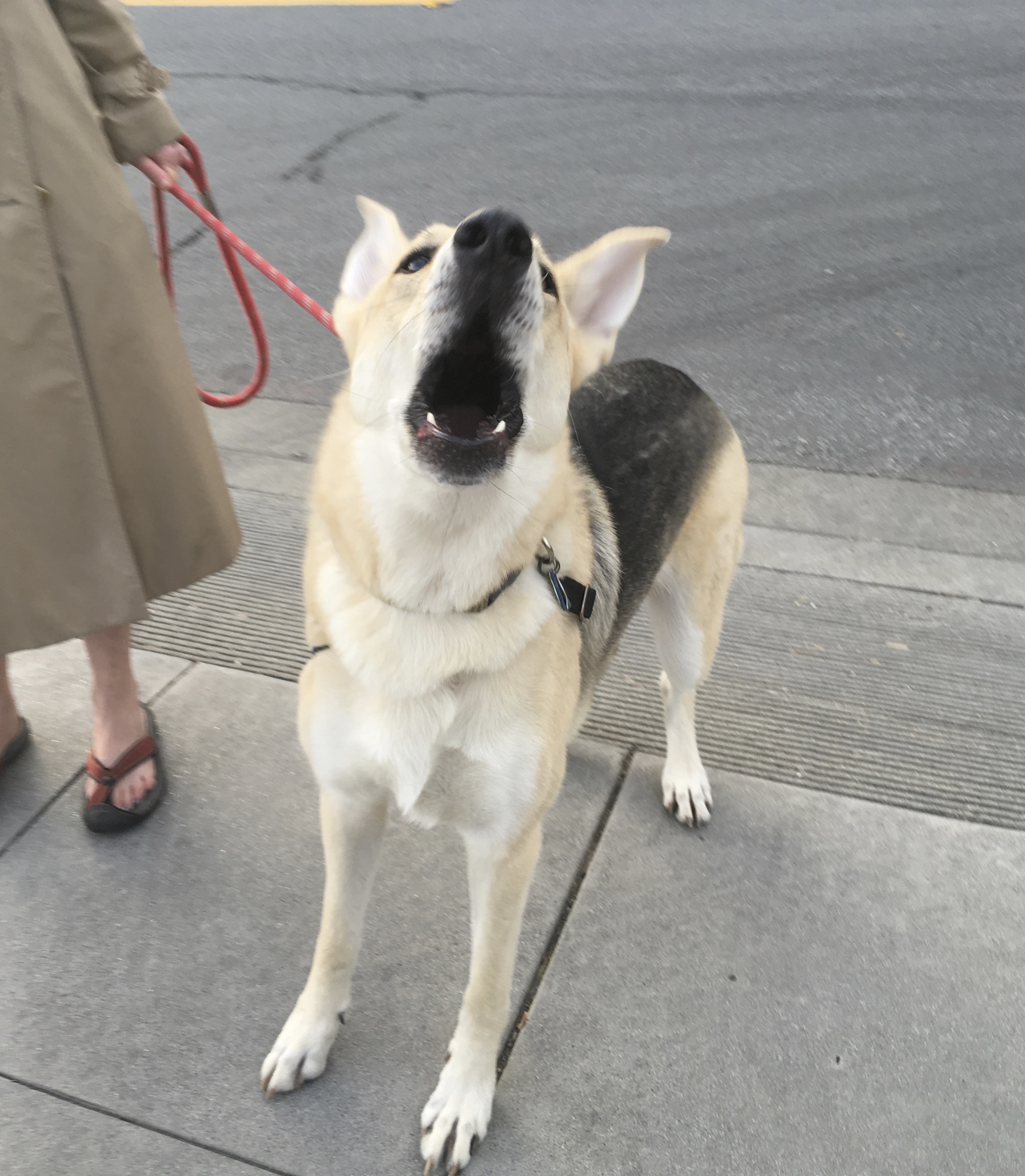 Oowww The Dogs of San Francisco