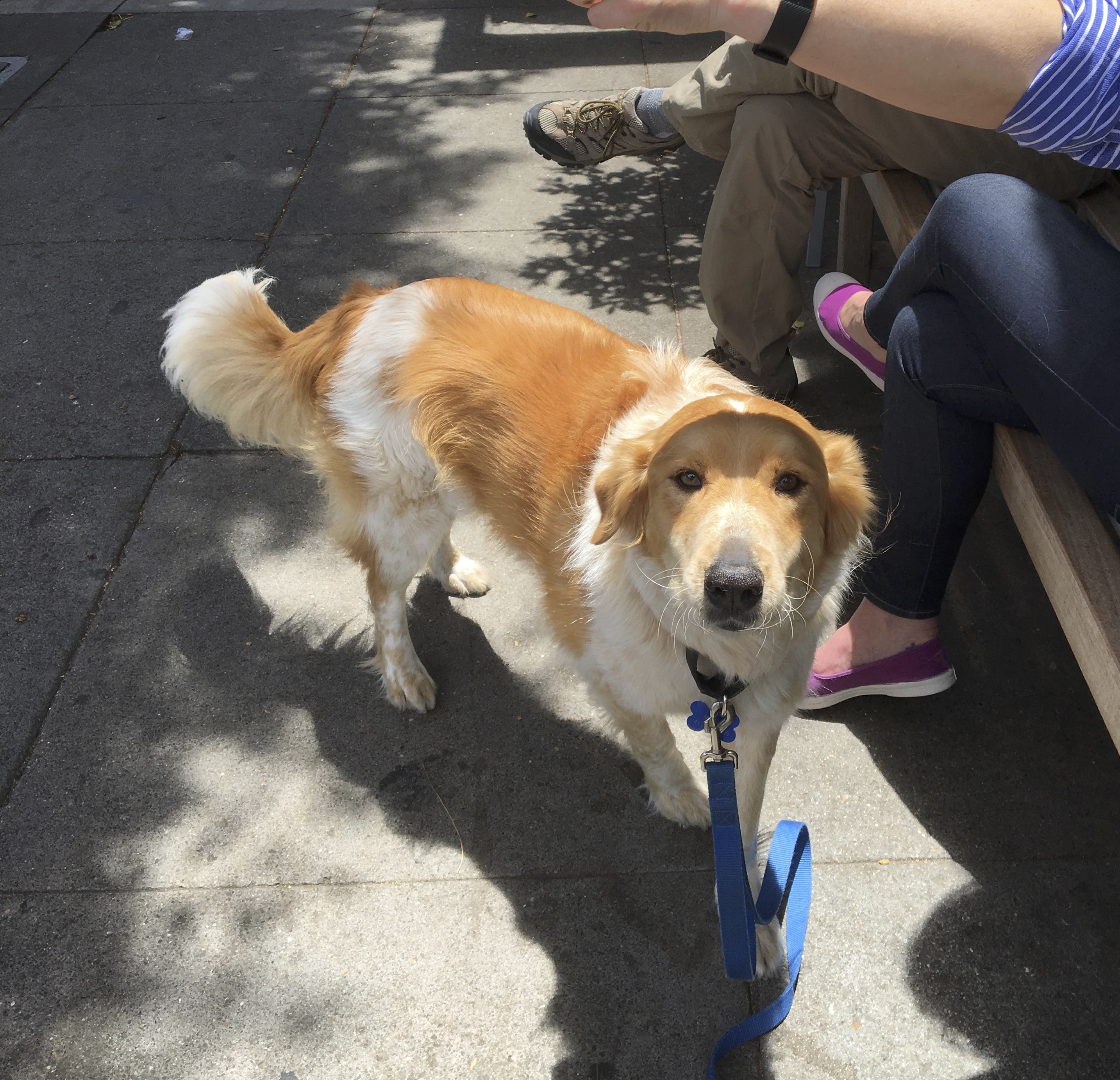 Oh! YOU! I remember YOU. The Dogs of San Francisco