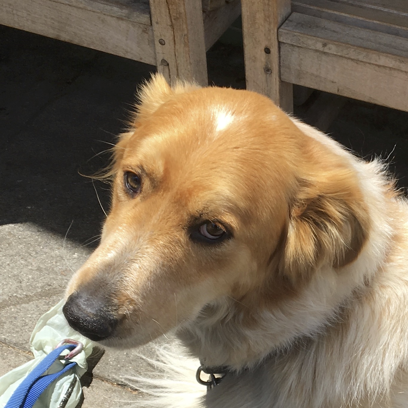 I can’t believe you about me! The Dogs of San