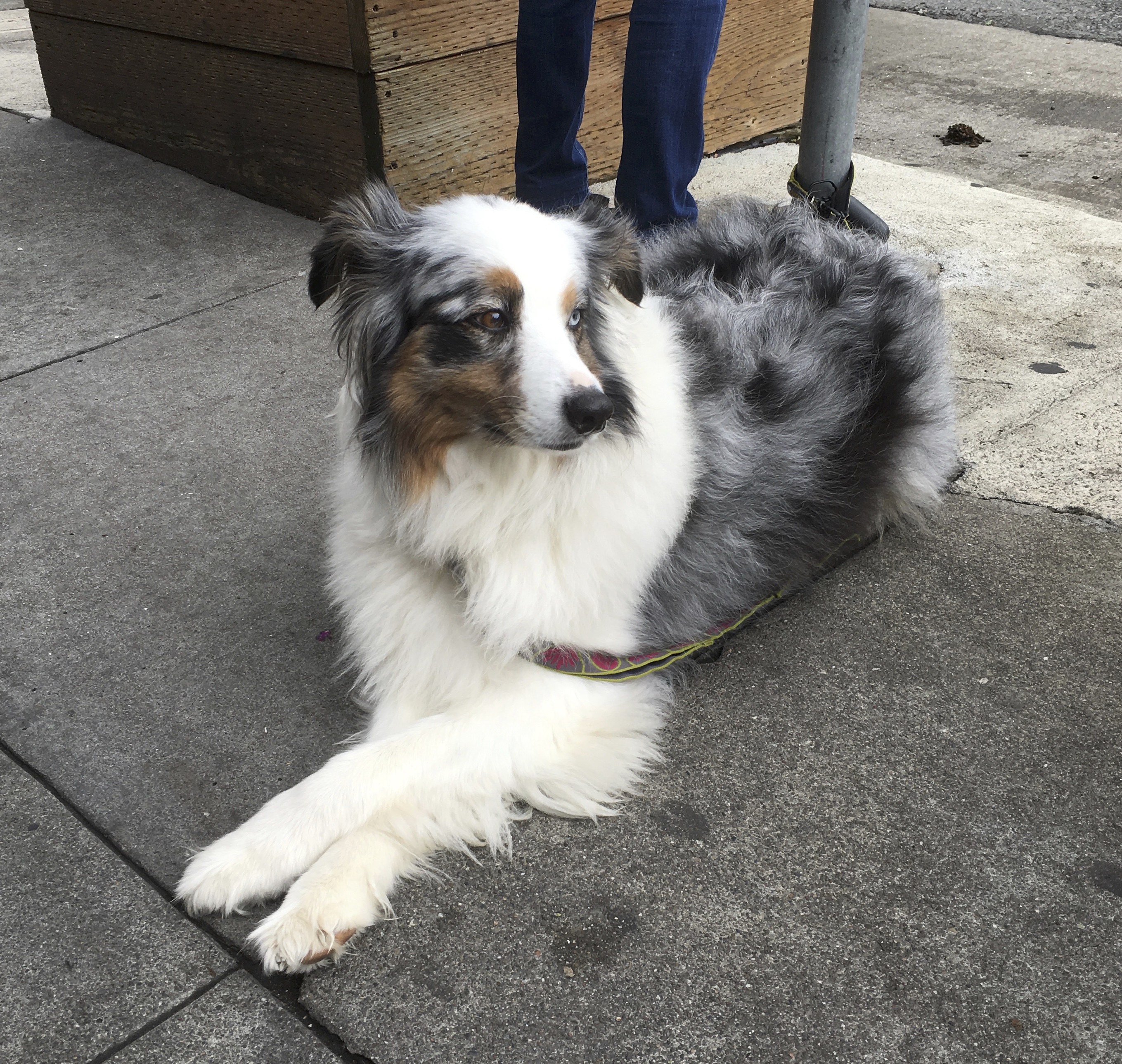 *sigh* I don’t think they’re coming this year either. The Dogs of San