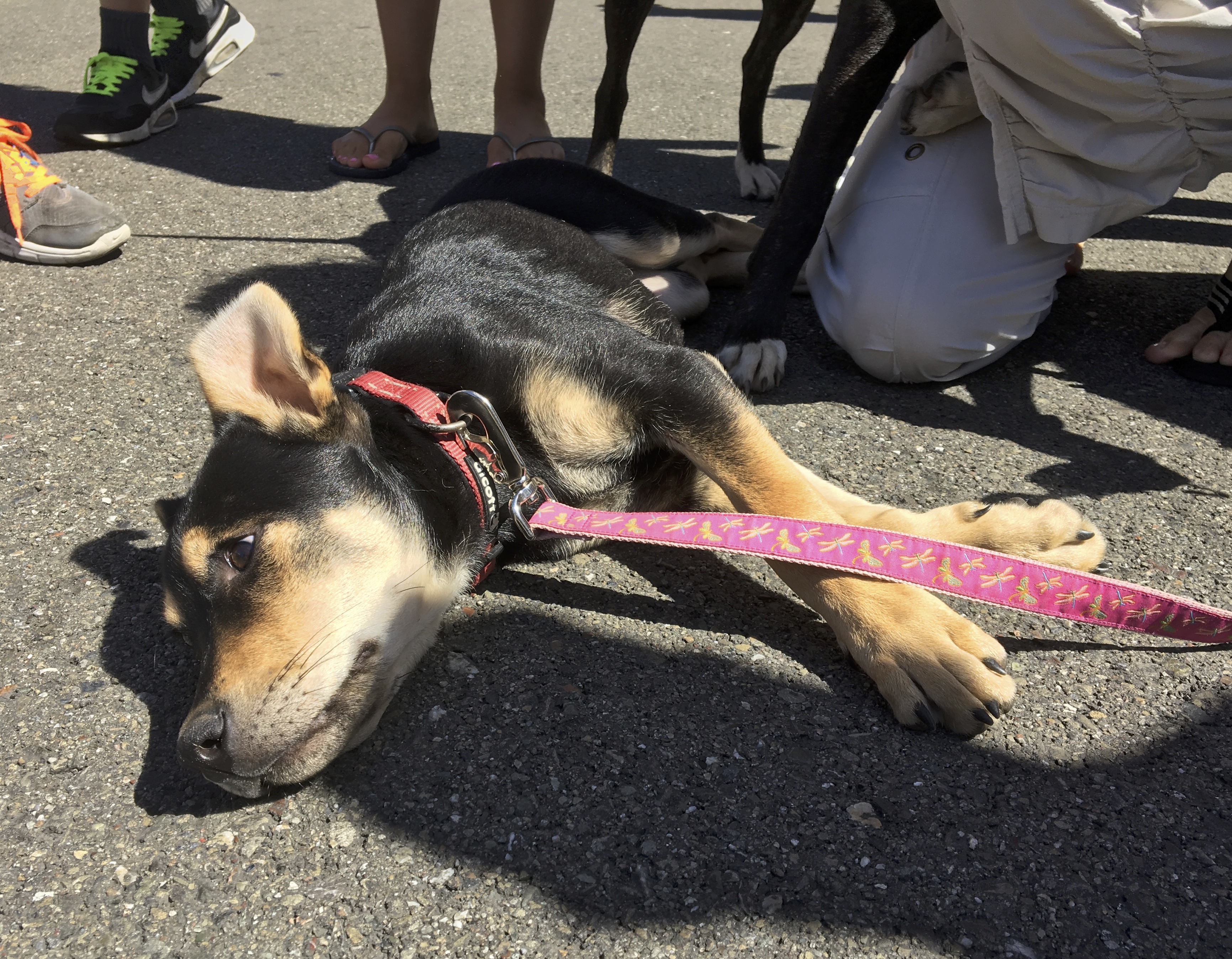 Dog of the Day German Shepherd Australian Cattle Dog Mix The Dogs of San Francisco