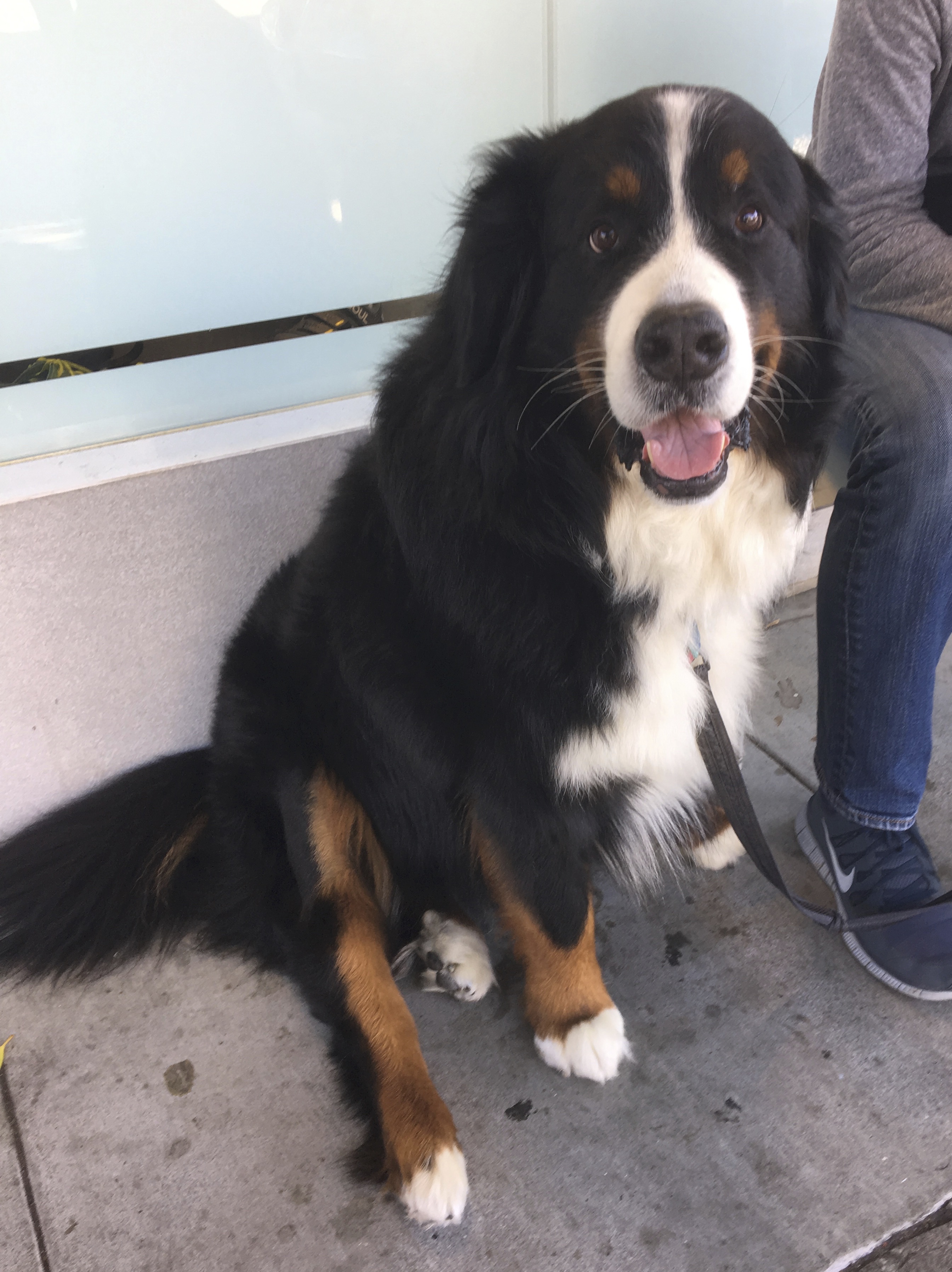 It’s a GOOD day! The Dogs of San Francisco