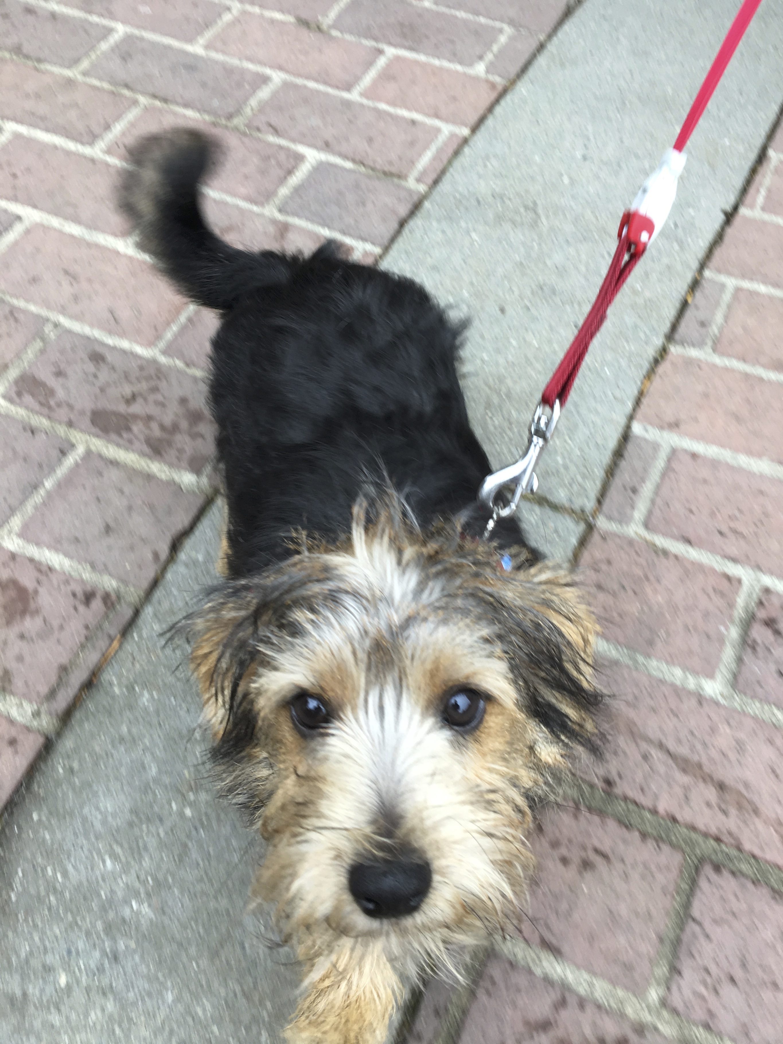 Dude, you gotta help us. The Dogs of San Francisco