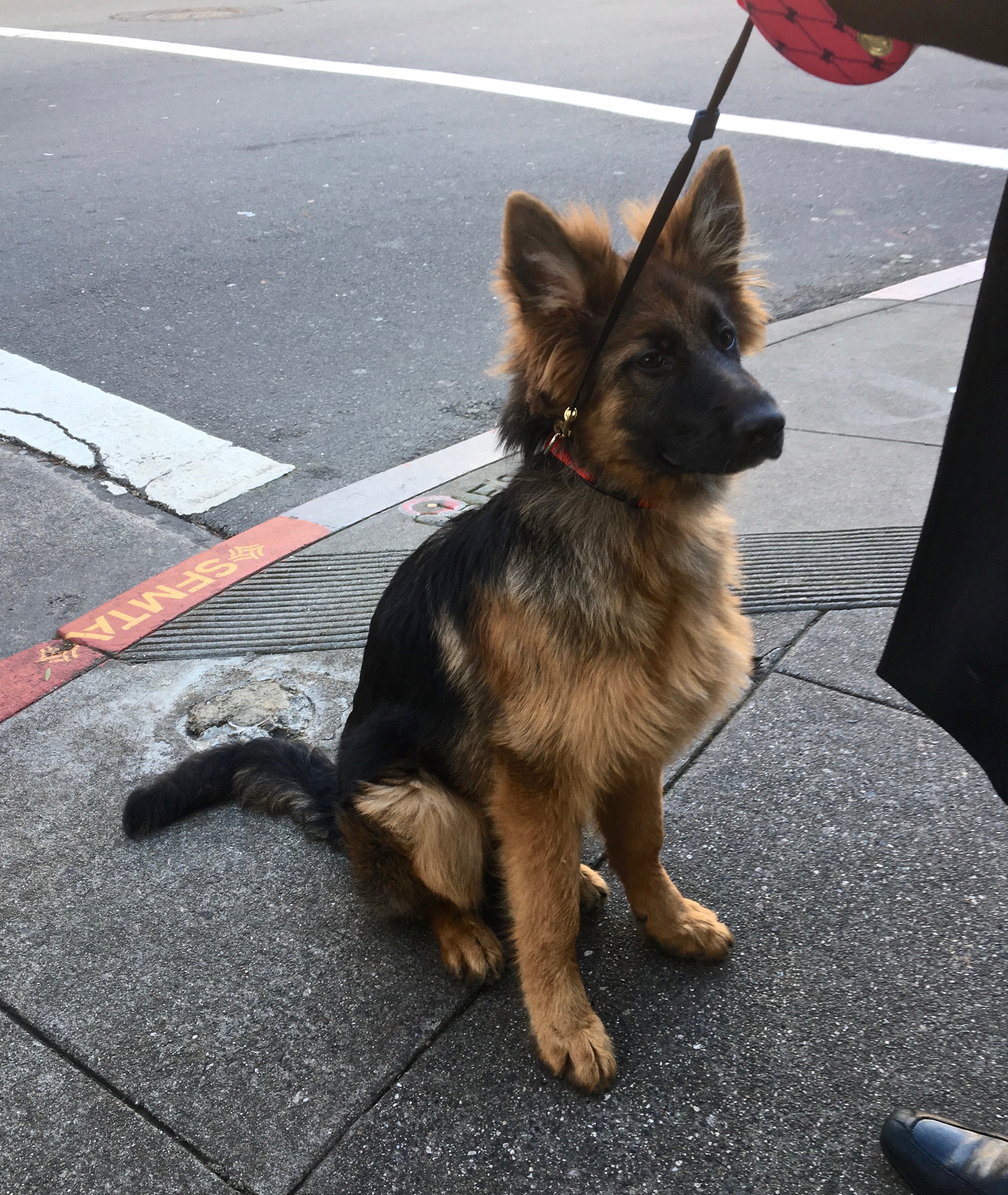 It’s a lonely thing, being the hero of Got Ham City. The Dogs of San