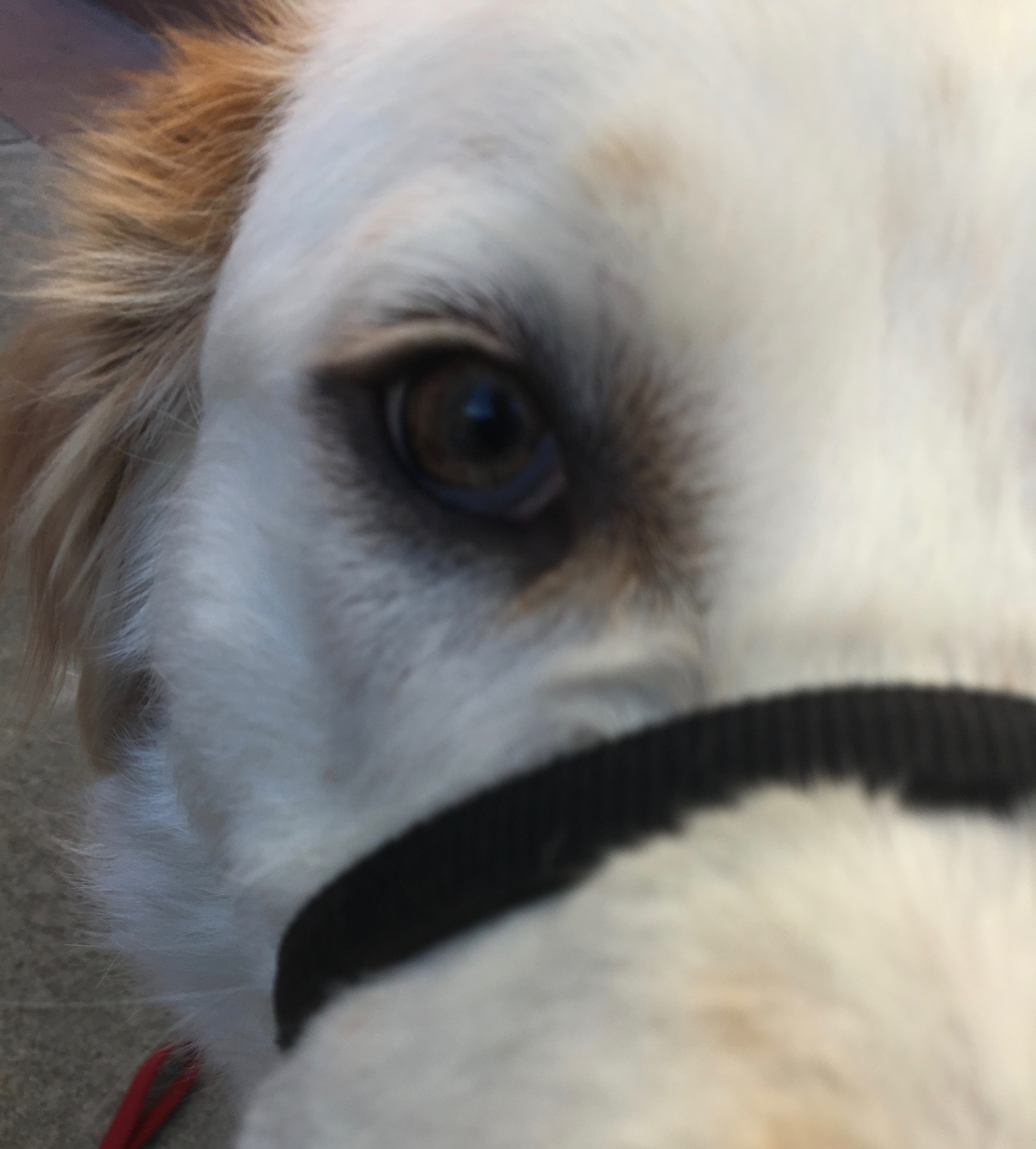 You take that back or I will give you SUCH a cold wet nose in the ear! The Dogs of San Francisco