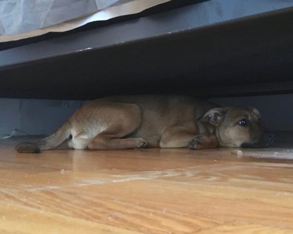 Dog of the Day Shy Little Pup The Dogs of San Francisco