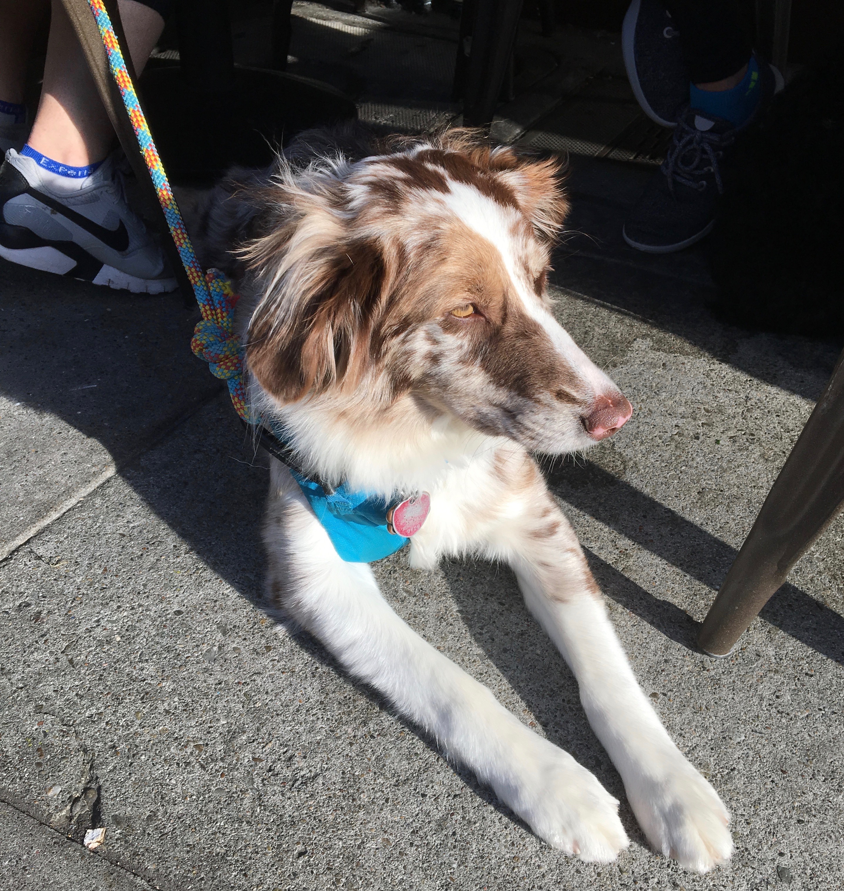 And once we’ve finished our provisions… The Dogs of San