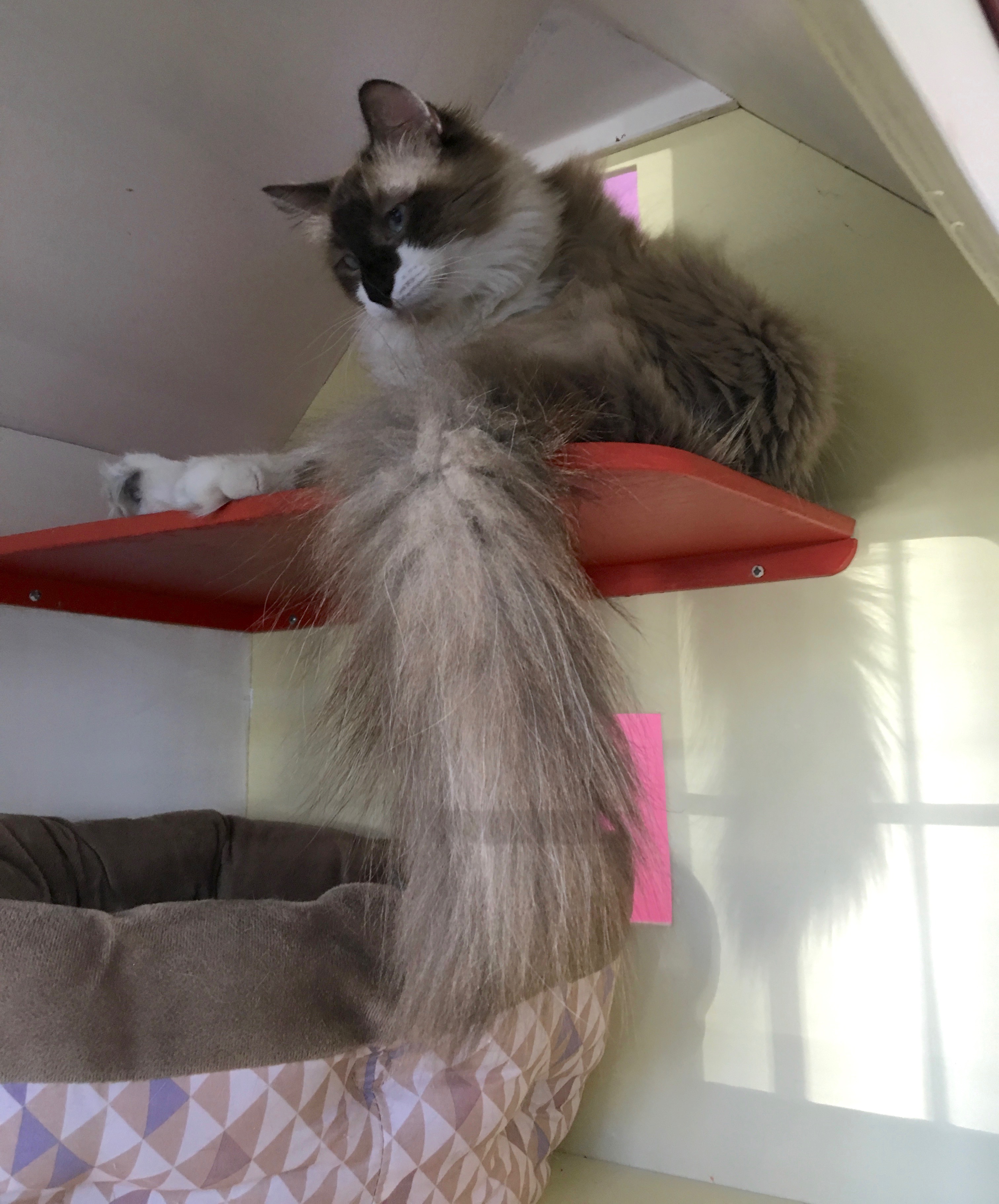 Oh yeah, go on, make fun of my tail. Why not? Everyone else does