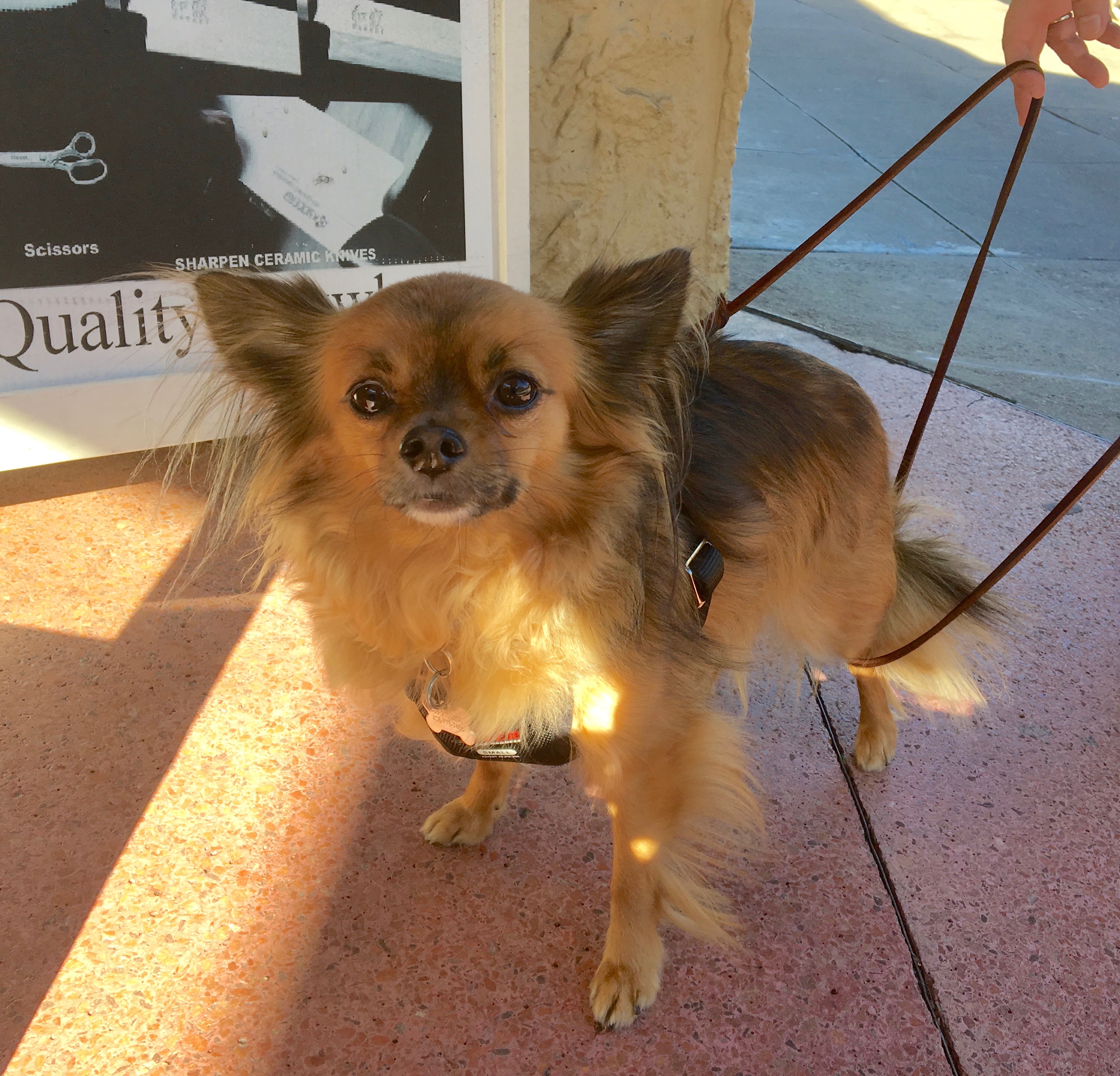 Papillon Chihuahua Mix Anubis The Papillon Chihuahua Mix And Dima The