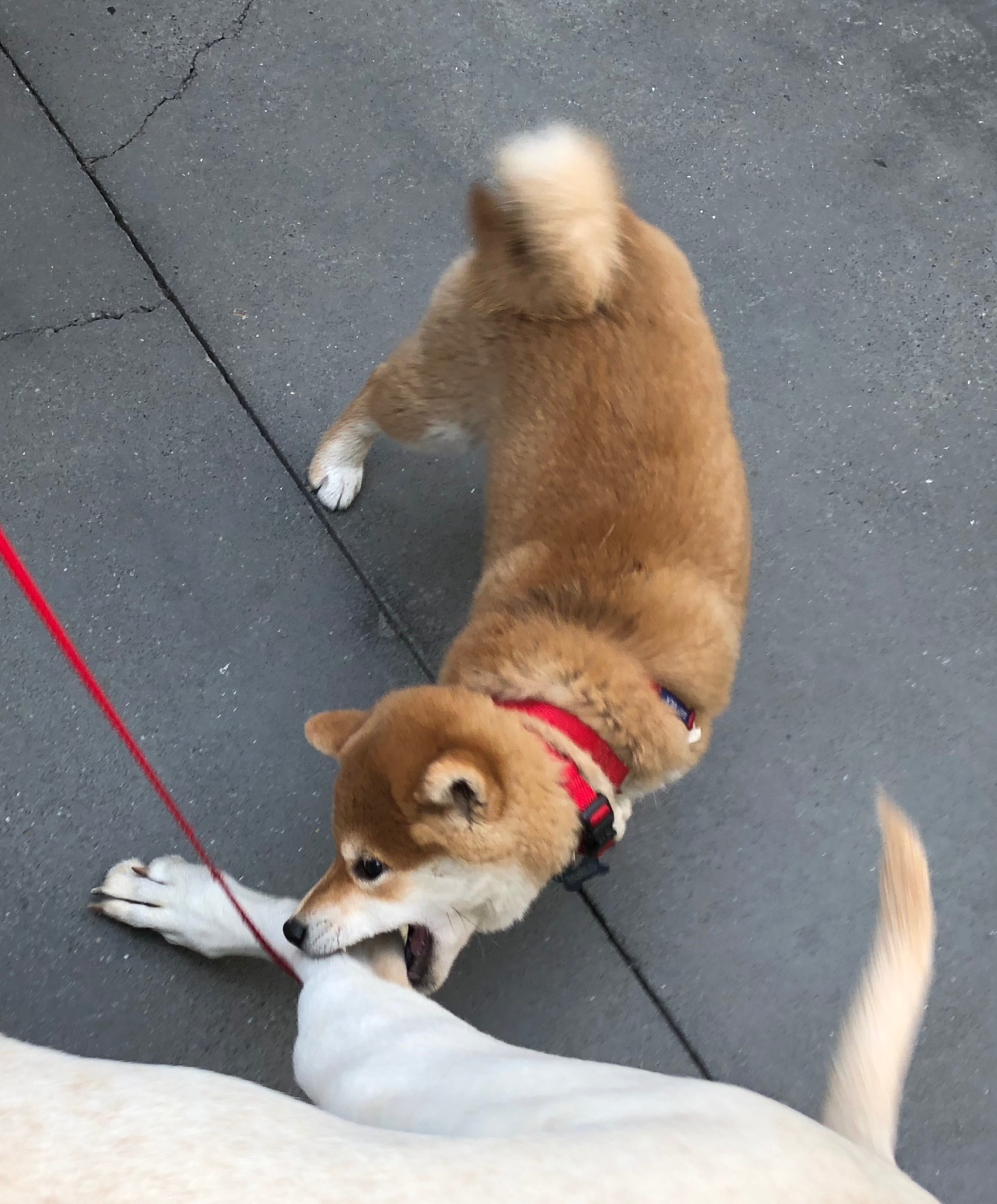 IMG_4501 The Dogs of San Francisco