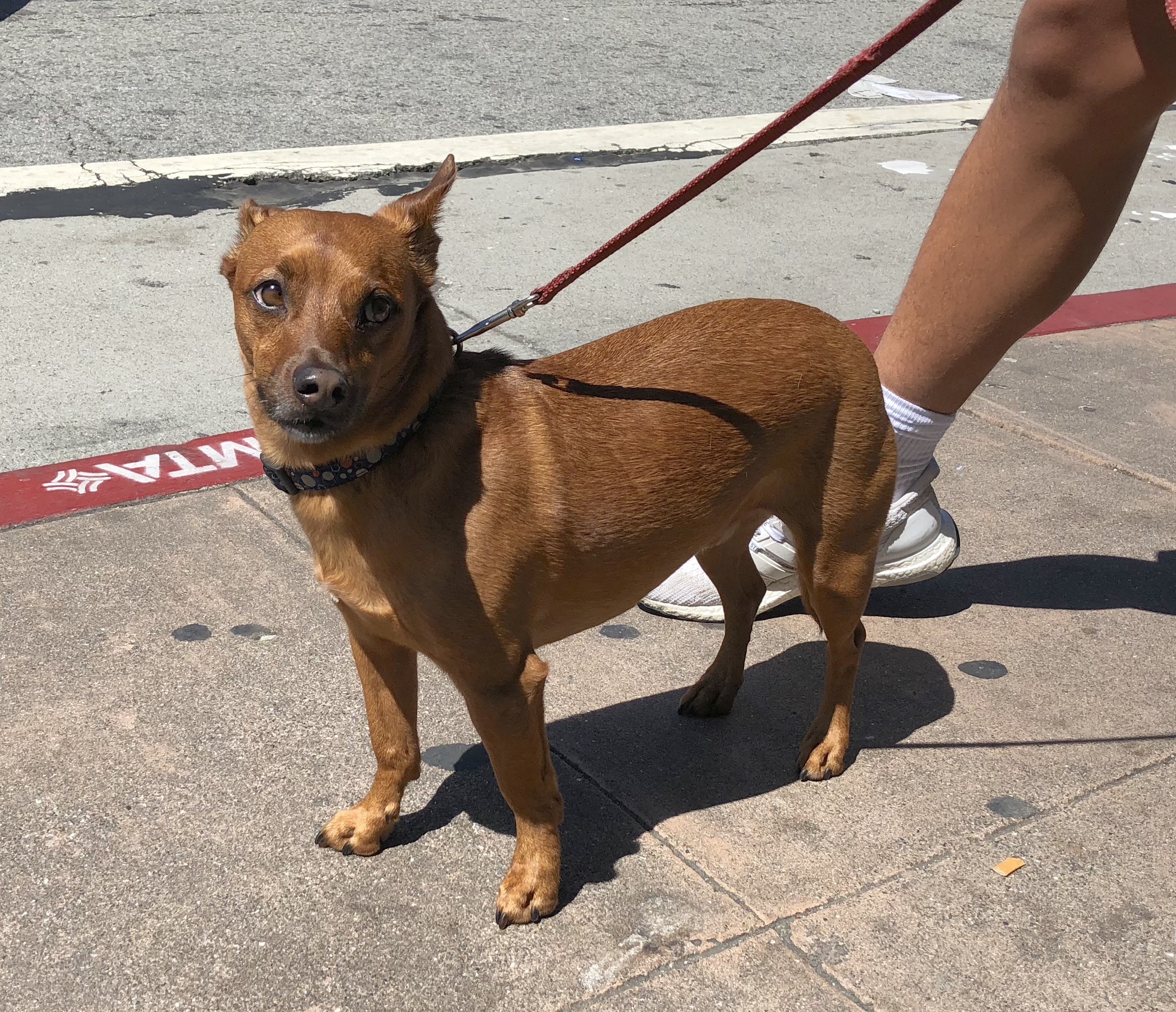 99+ Chihuahua Dachshund Mix l2sanpiero