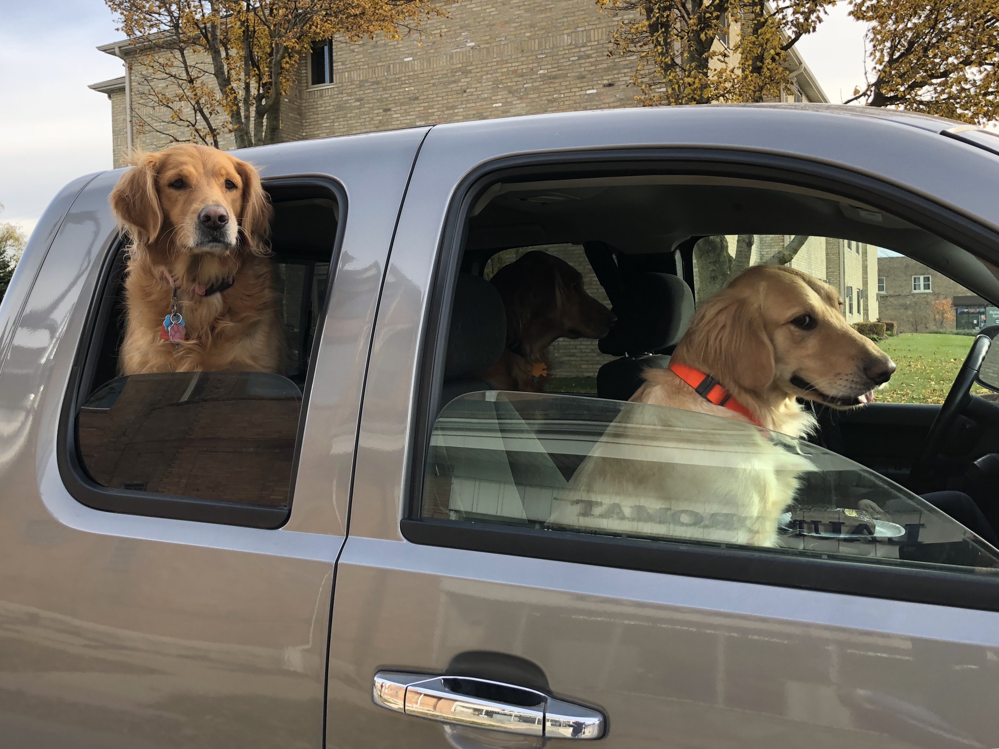 Aw, man, can’t this thing go any faster? The Dogs of San Francisco