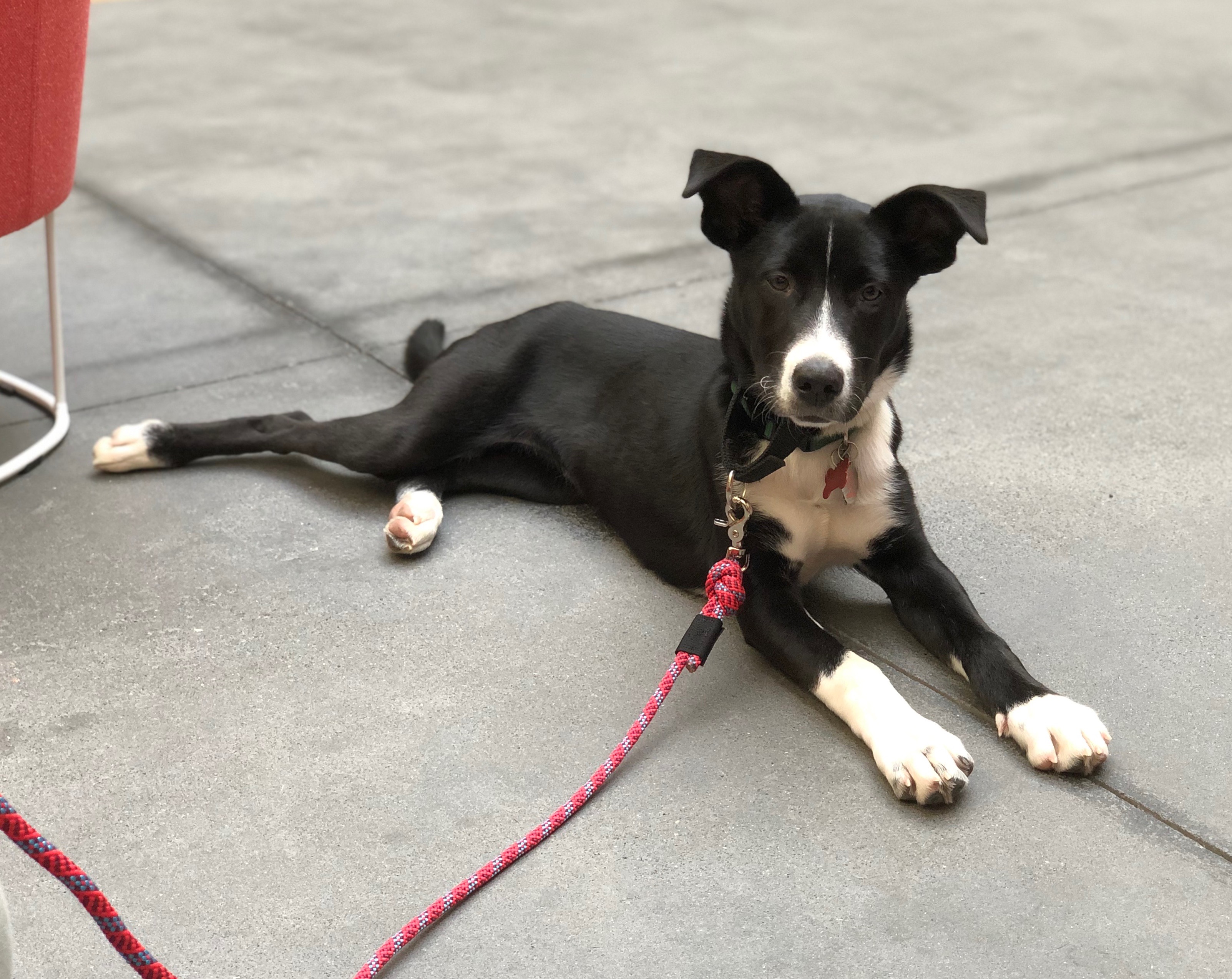 What… have you got THERE? The Dogs of San Francisco