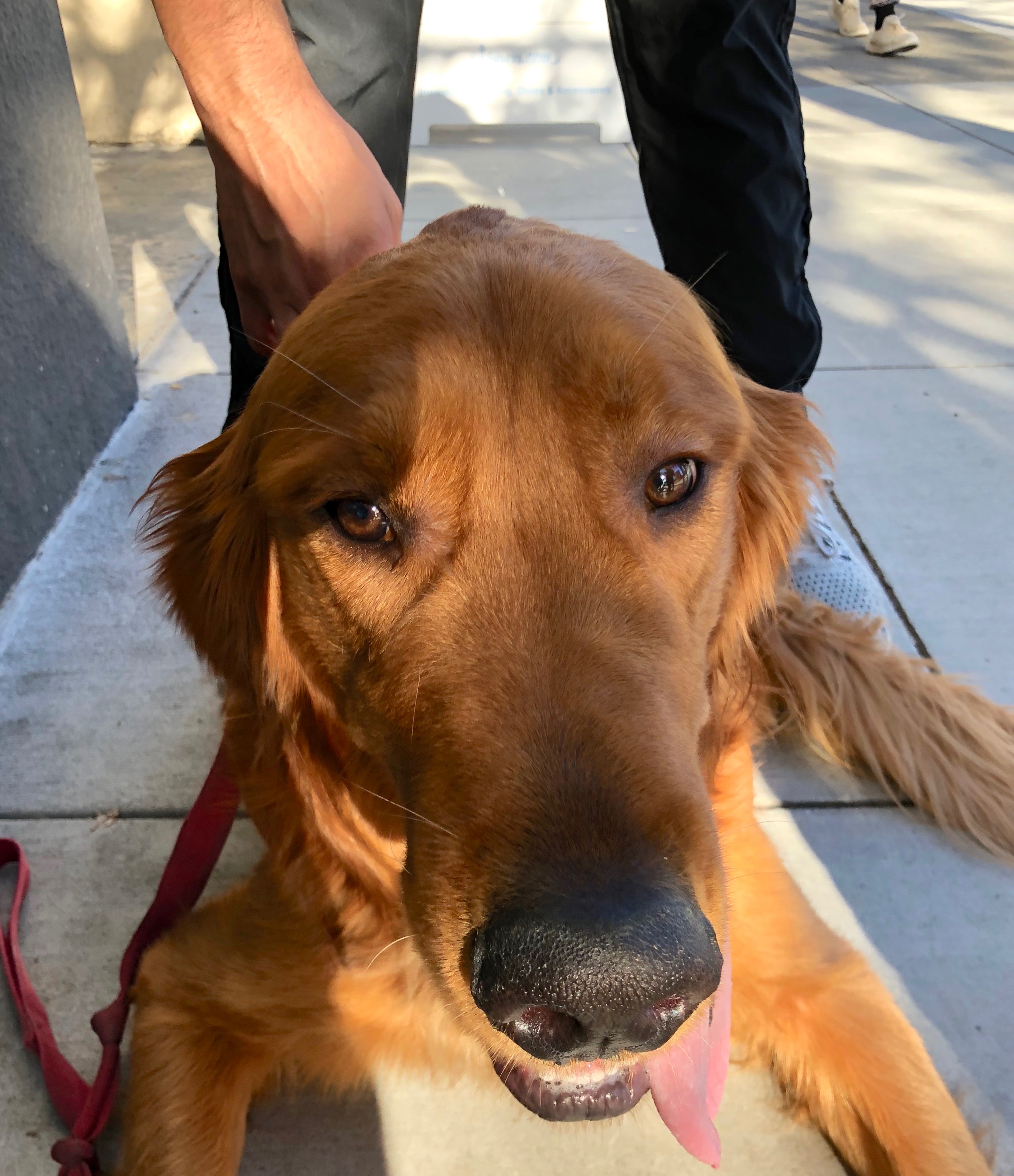 Dog of the Day Oliver the Golden Retriever Mix The Dogs of San Francisco