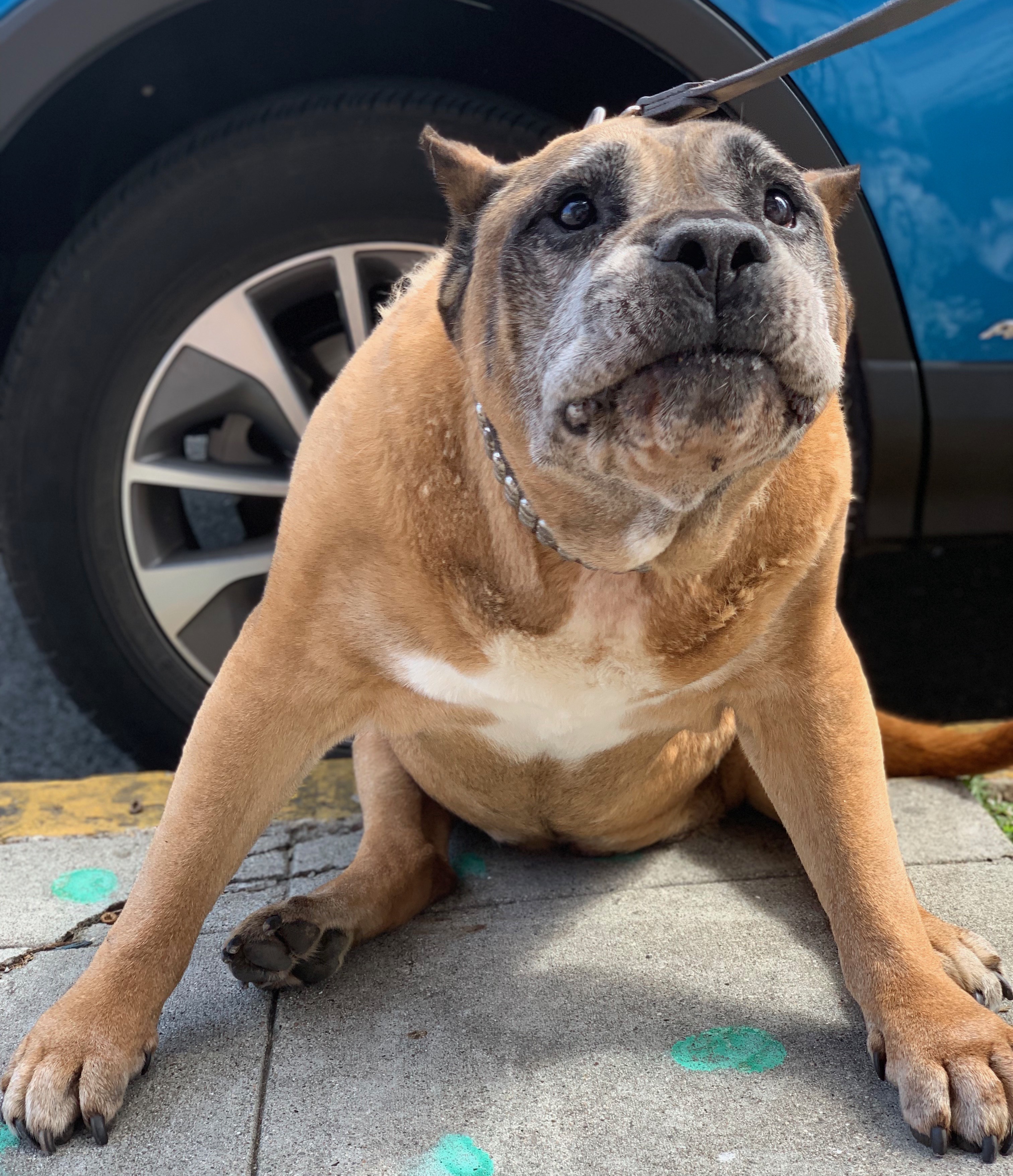 Dog of the Day English Bulldog Mix The Dogs of San Francisco