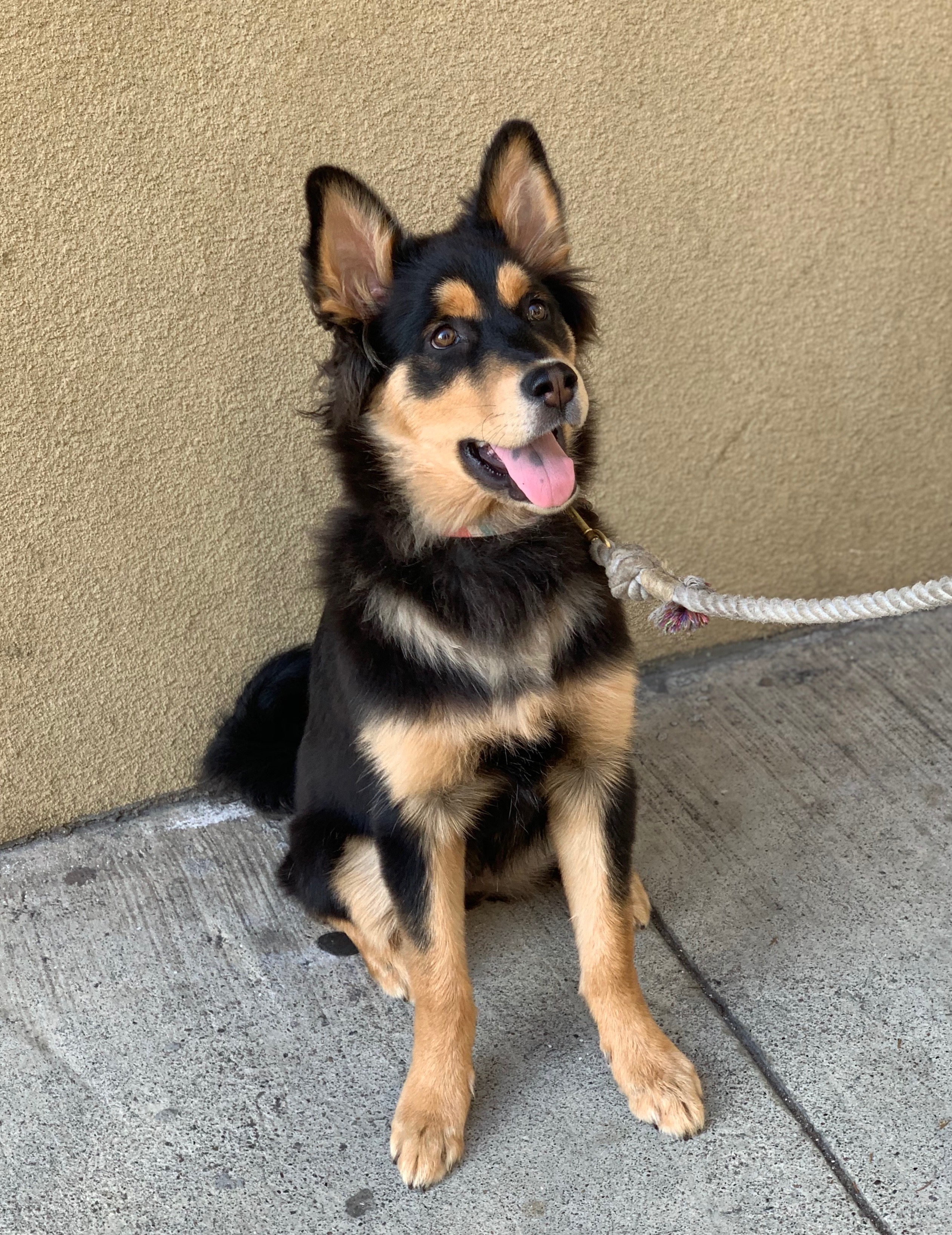 German Shepherd Terrier Mix Puppies