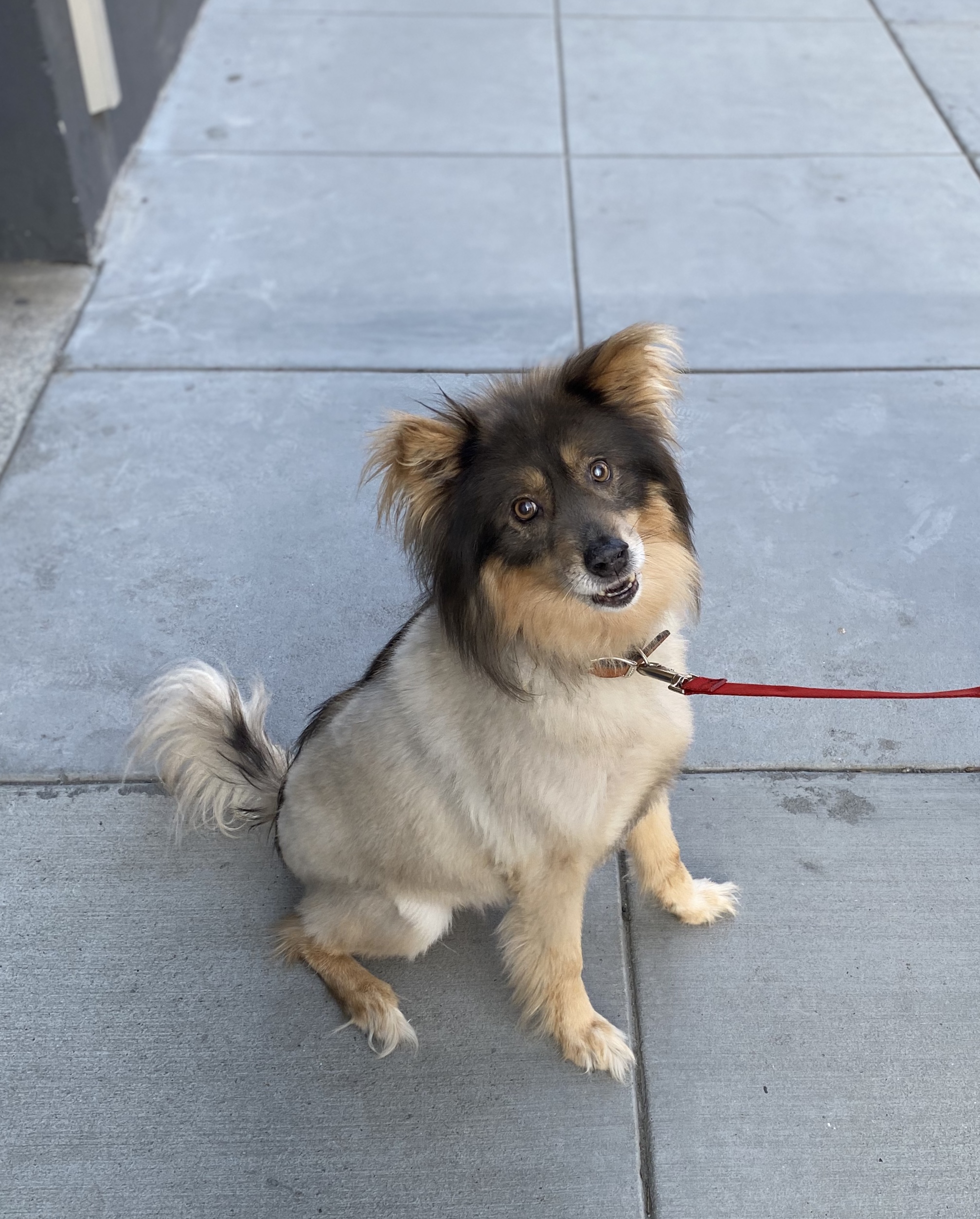 Top 103+ Pictures Dog Breeds With White Stripe On Face Superb