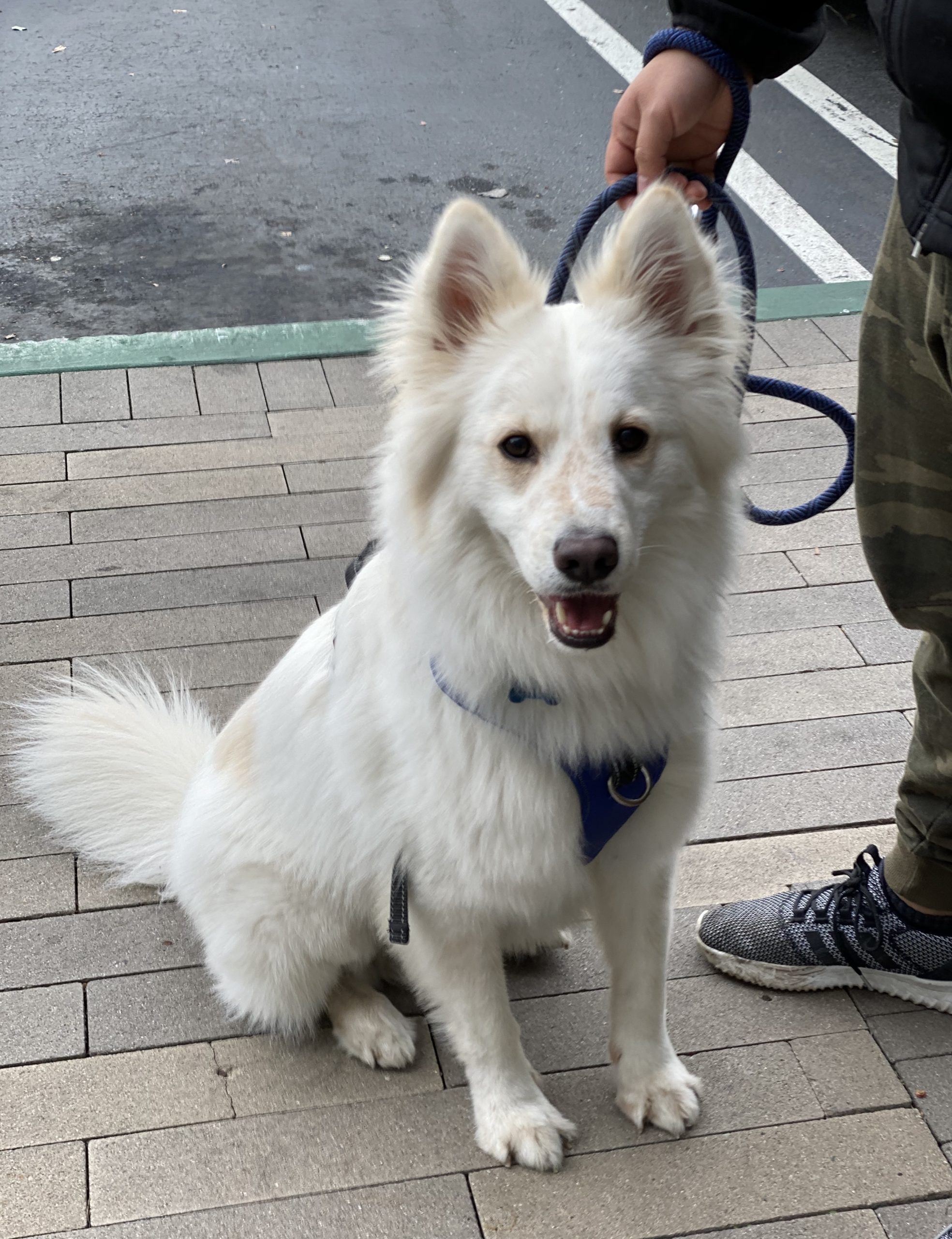 Dog of the Day Baxter the German Shepherd Golden Retriever Mix The
