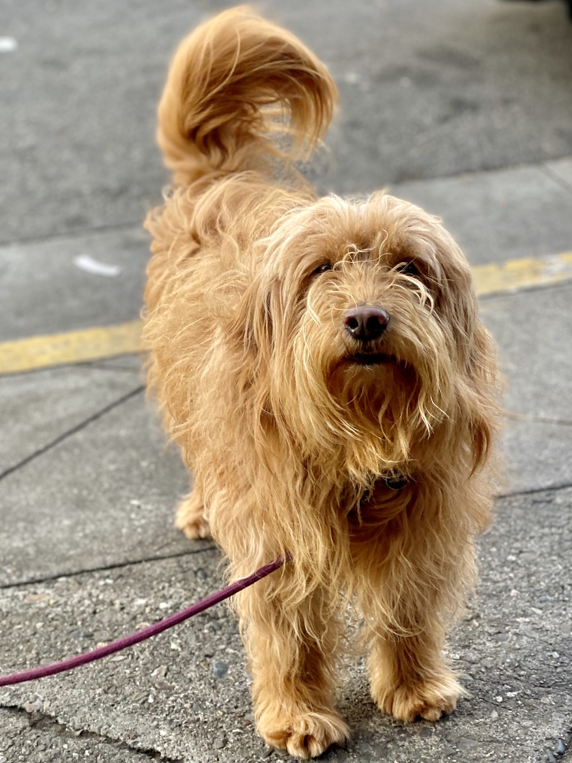 Lazy. Why’re you walking when you could be running? The Dogs of San