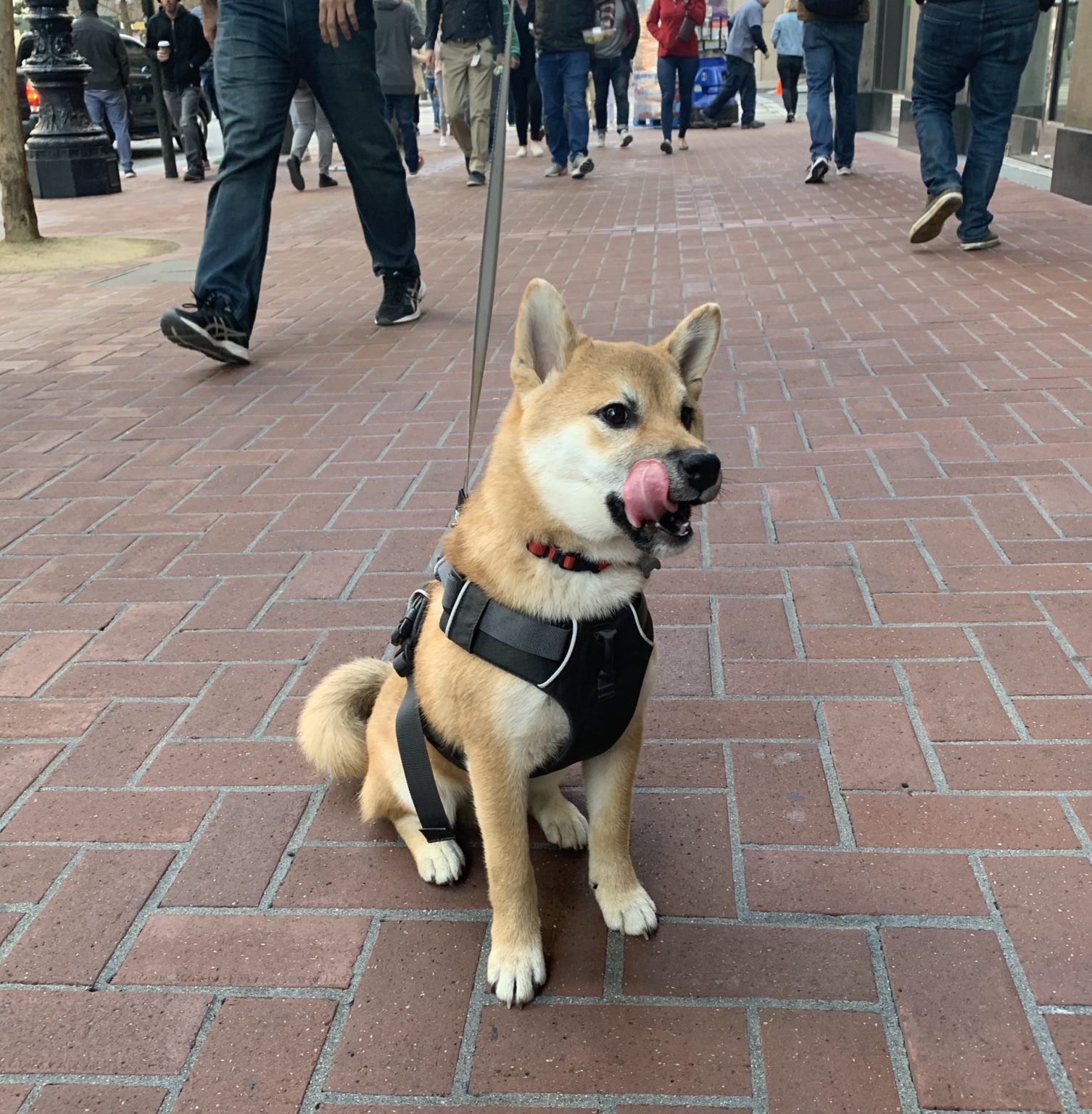 IMG_7421 The Dogs of San Francisco