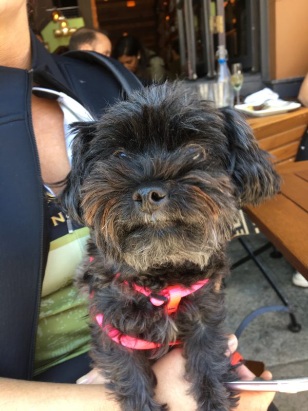 Dog of the Day Bree the Yorkshire Terrier Poodle Mix The Dogs of San