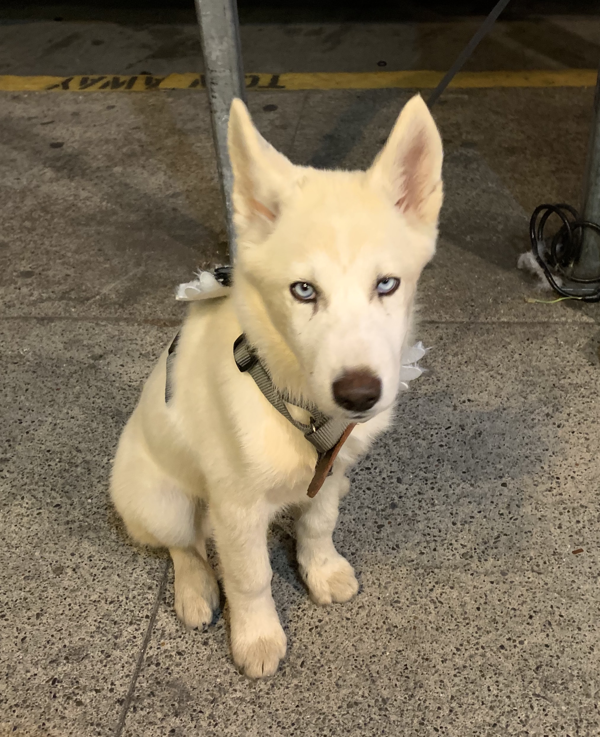 Yellow Husky