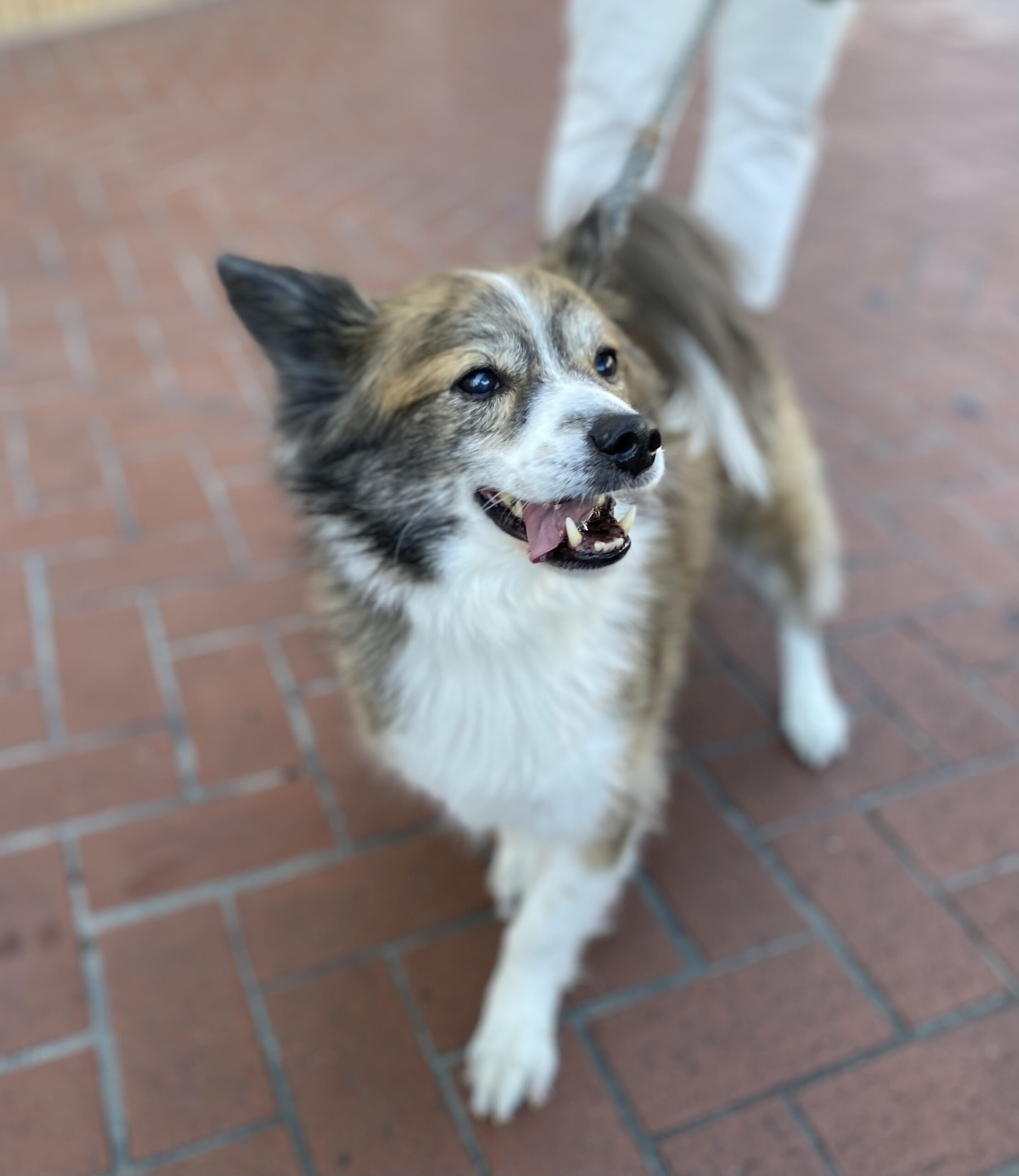 Yap along if you feel like that’s what you wanna do! The Dogs of San