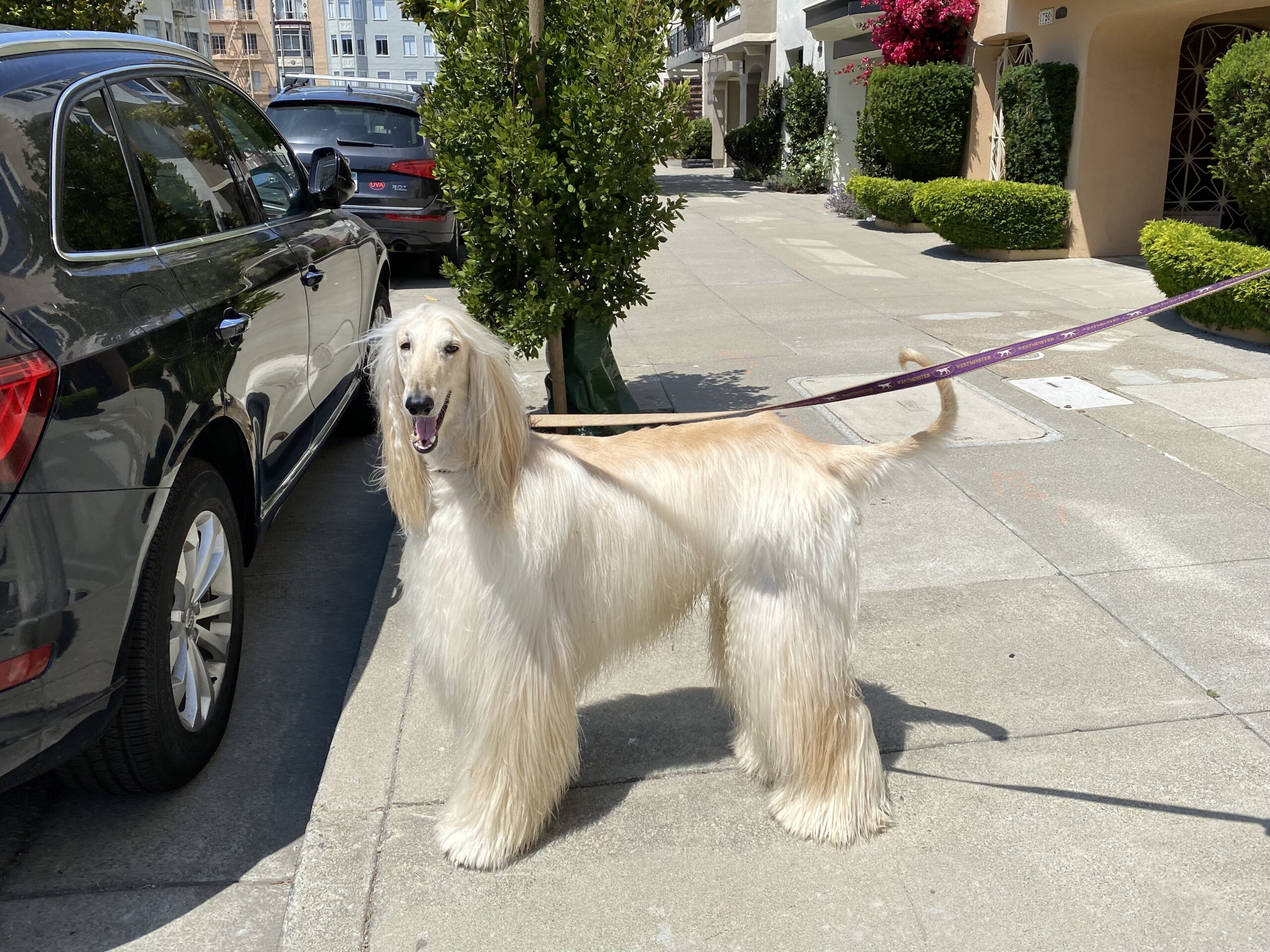 Cream Hound Rapper at Pablo Lehmann blog