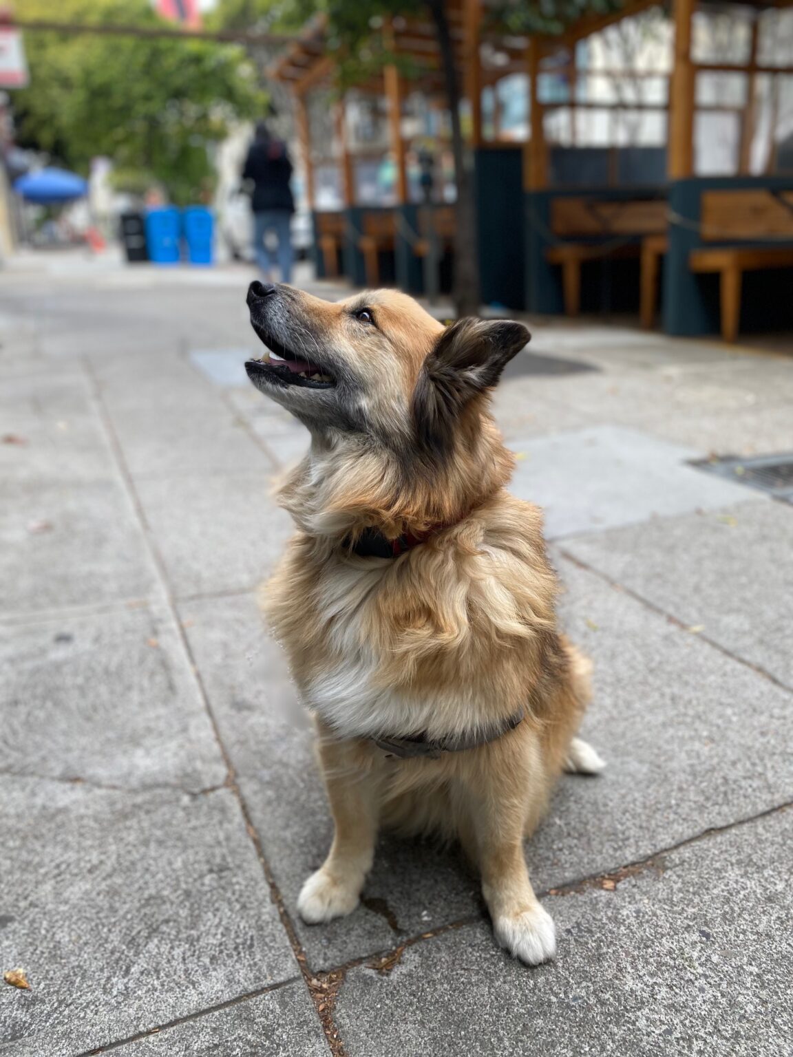 The Dogs of San Francisco A blog about San Francisco's canine
