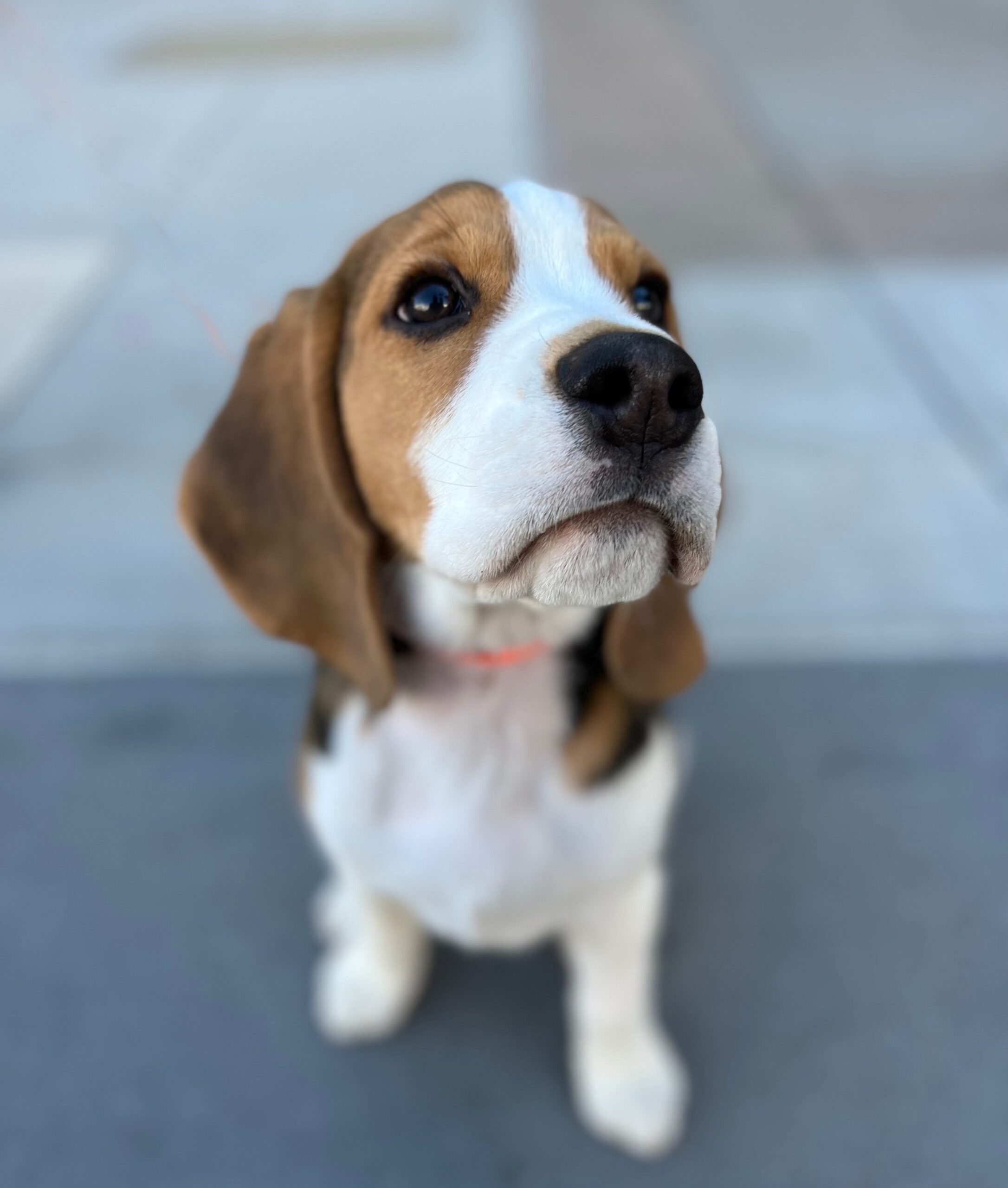 Dog of the Day Russell the Beagle Puppy The Dogs of San Francisco