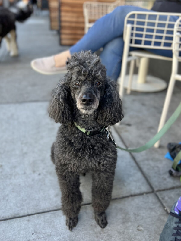 Dog of the Day Charlie the Standard Poodle The Dogs of San Francisco