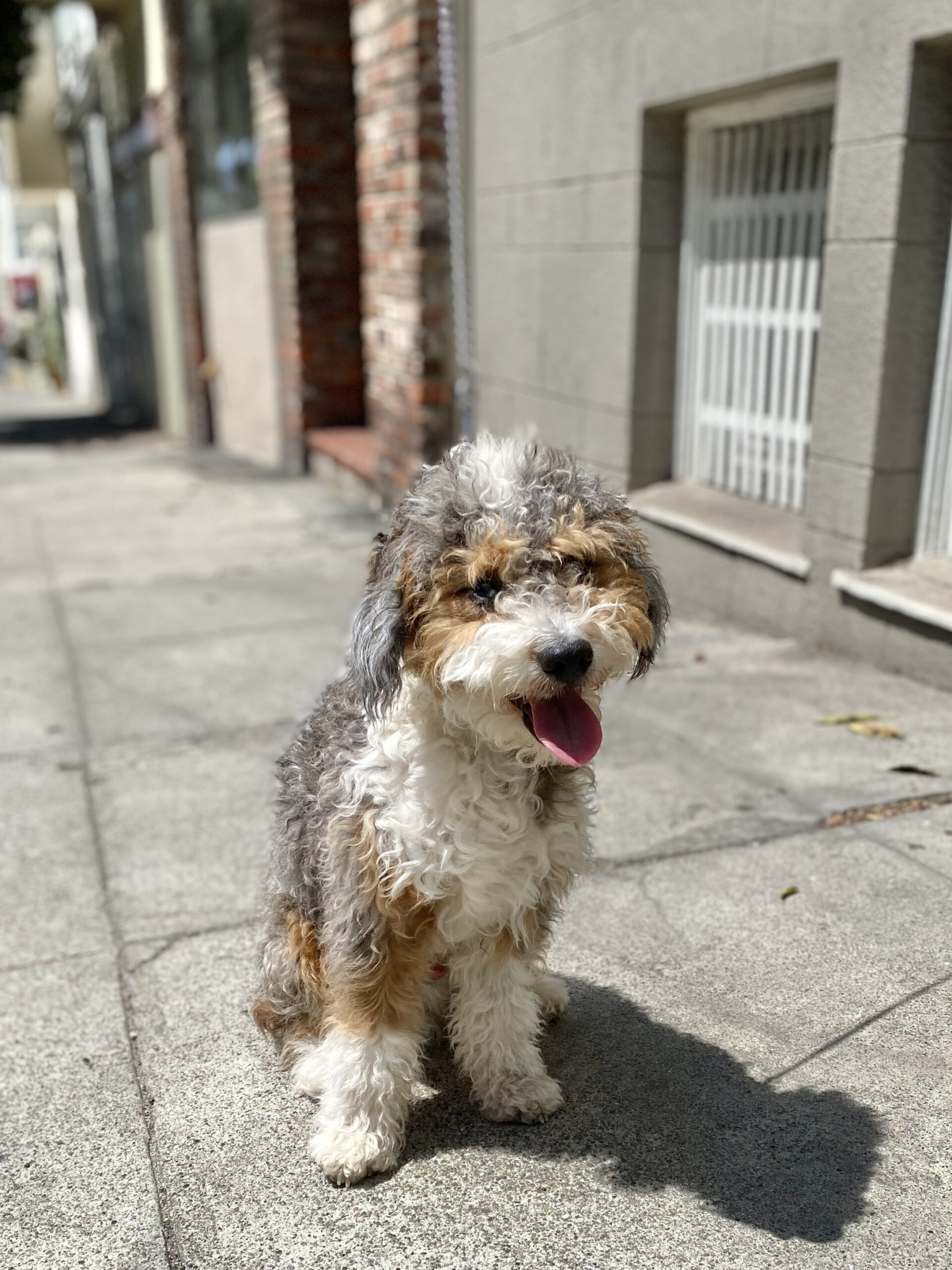 Poodle Australian Shepherd Mix Puppy