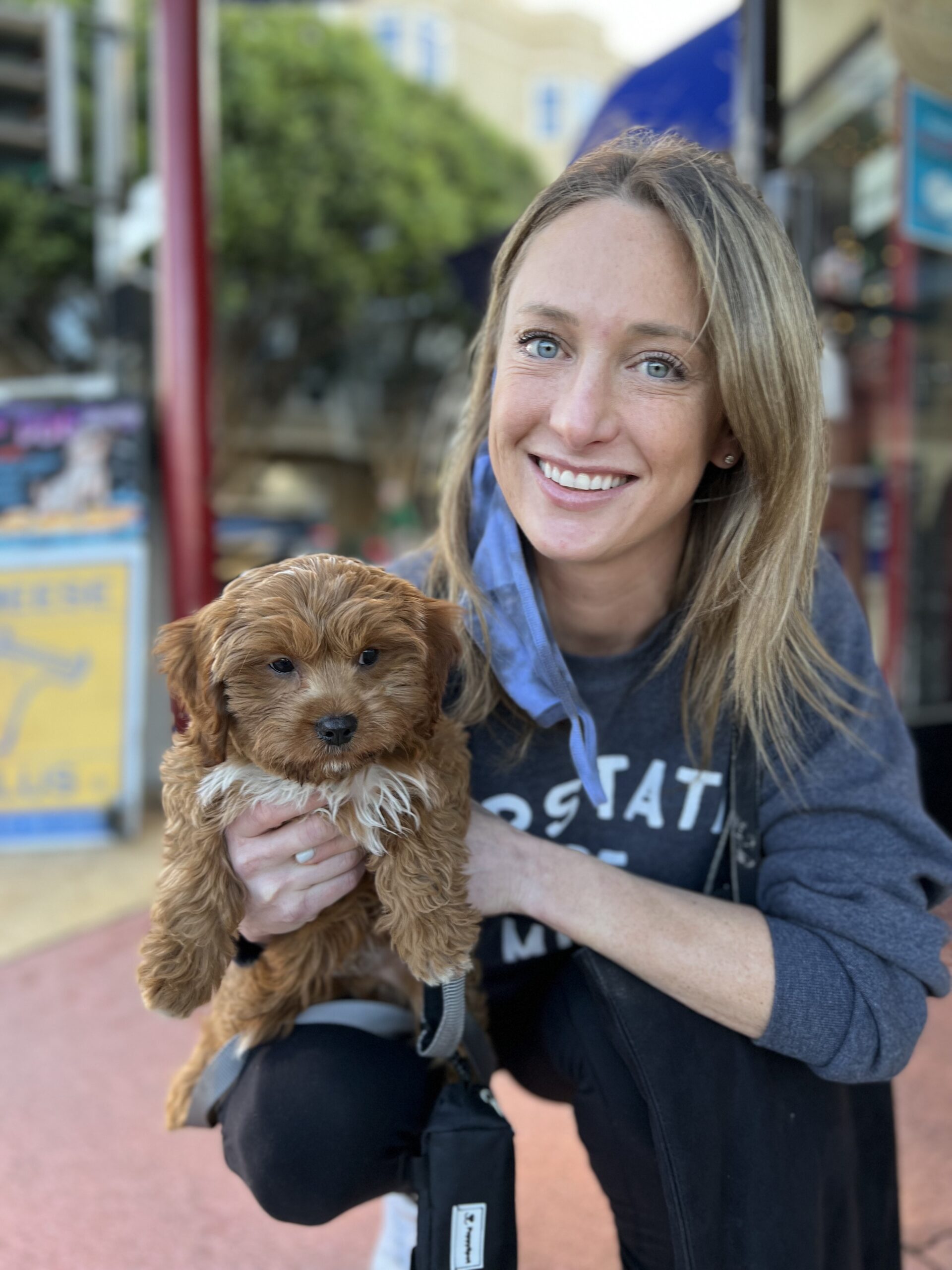 Dog of the Day Rudy the Cavalier King Charles Spaniel Poodle Mix The