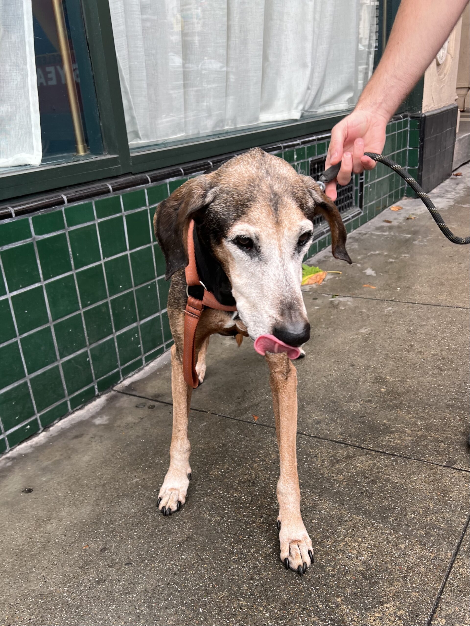 Dog of the Day Ryker the Sixteen Year Old Black And Tan Virginia
